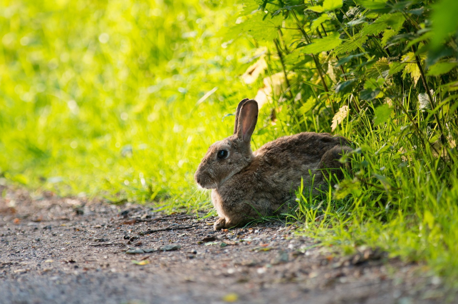 Выскочил зайчик. Заяц летом. Заяц под кустом. Заяц в лесу. Кролики в природе.