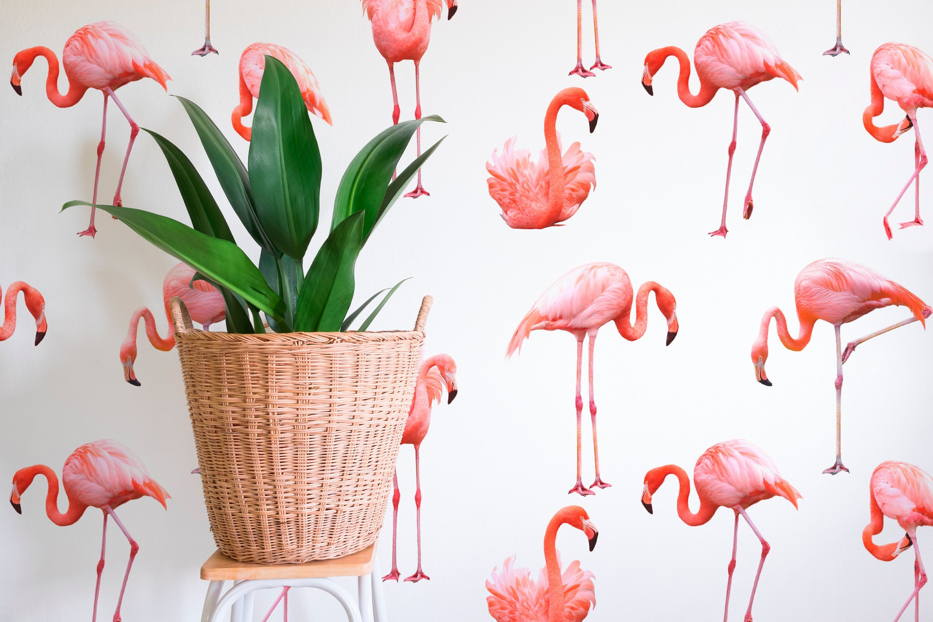 Фламинго и растения