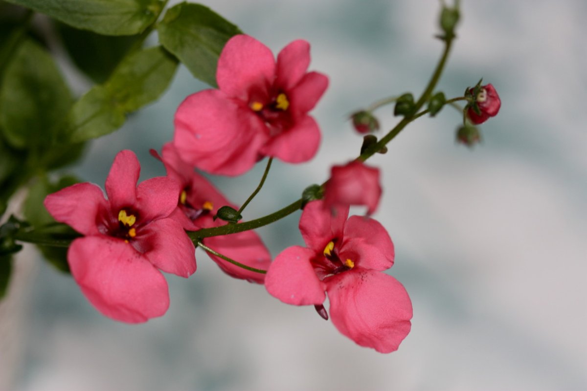 Бурманская цветок однолетний или многолетний комнатный или садовый
