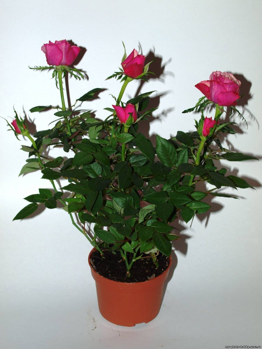 Rosa bengalensis