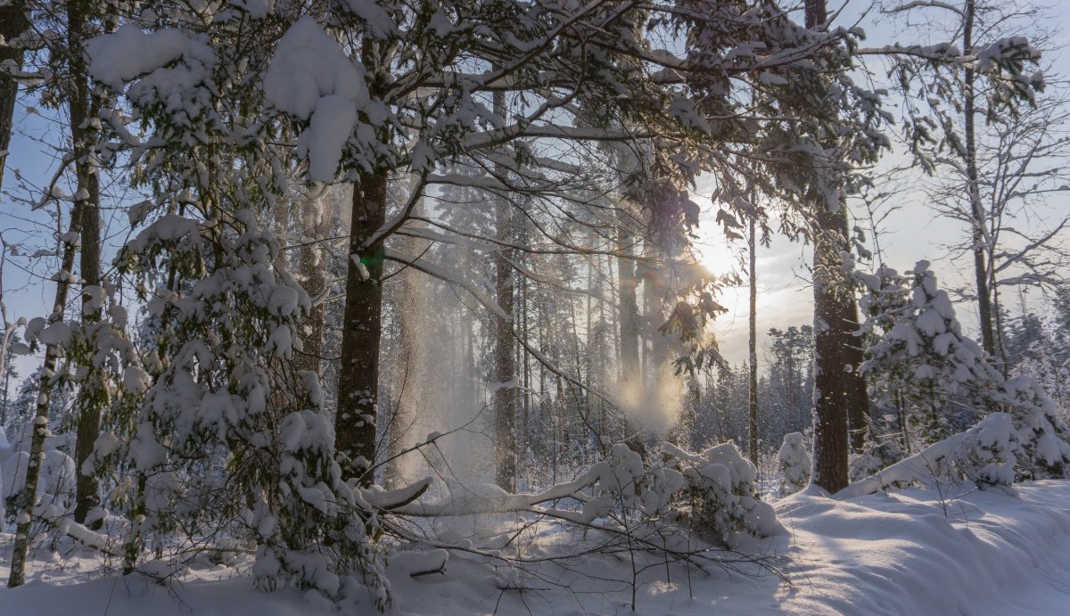 Чудесен русский лес зимой