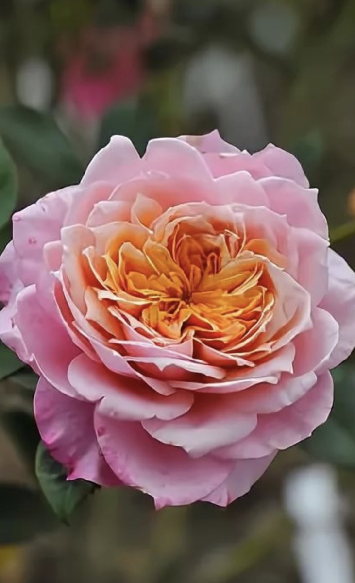 Роза принцесса Мияби