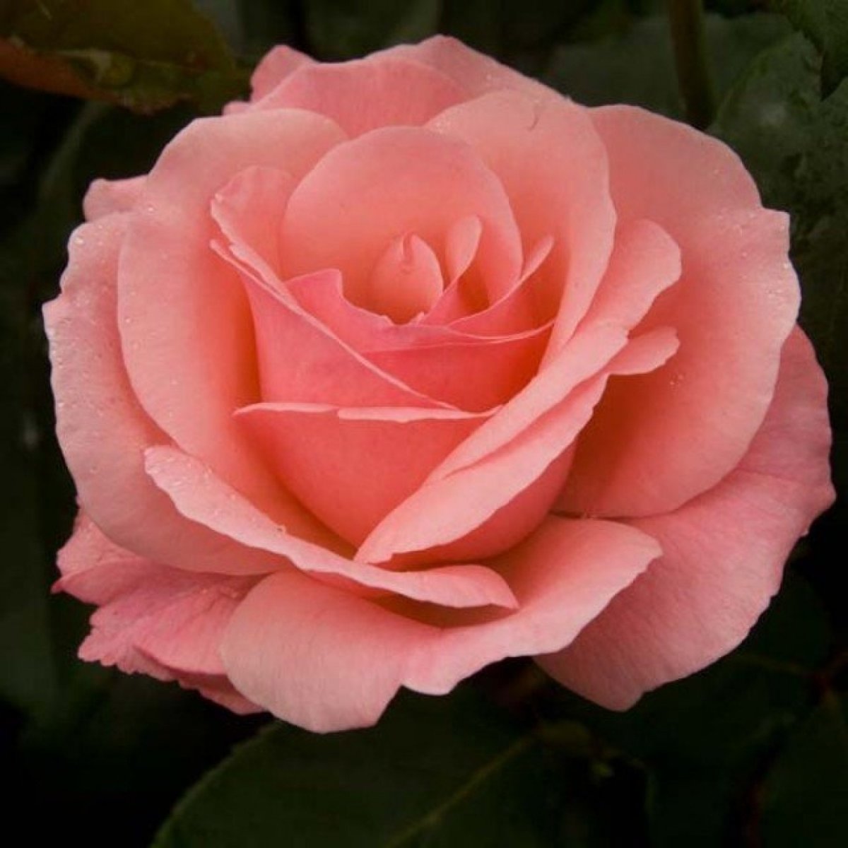 Роза чайно-гибридная принцесса Диана