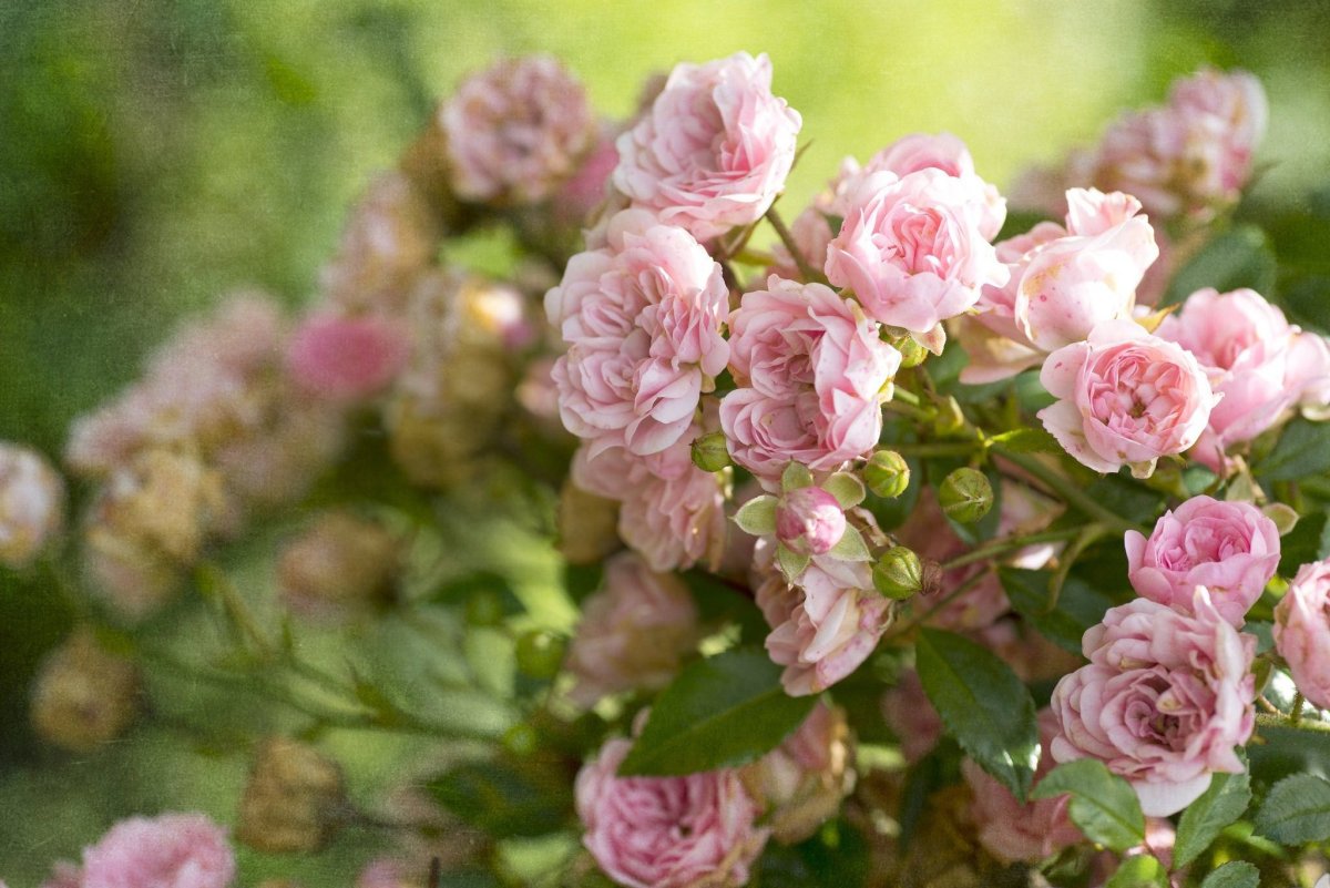 Кустарник с розовыми цветами