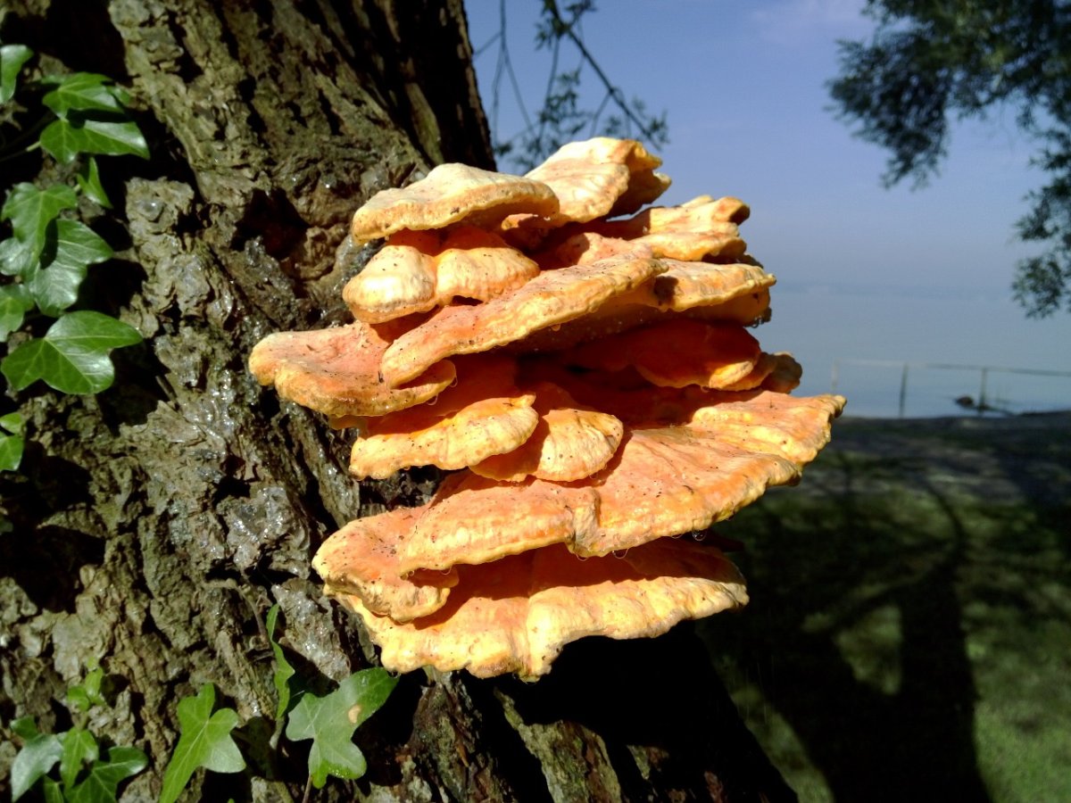 Несъедобные грибы растущие на деревьях
