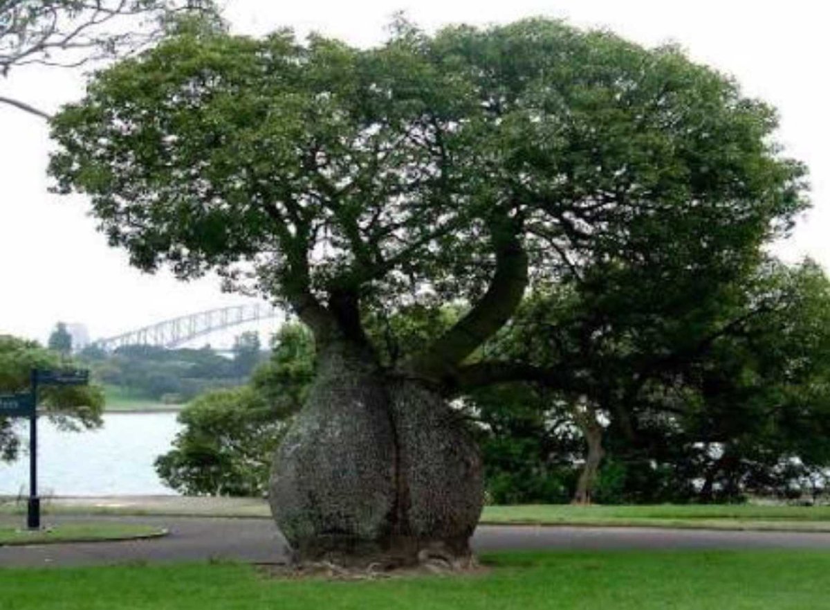 Спиртоносное дерево