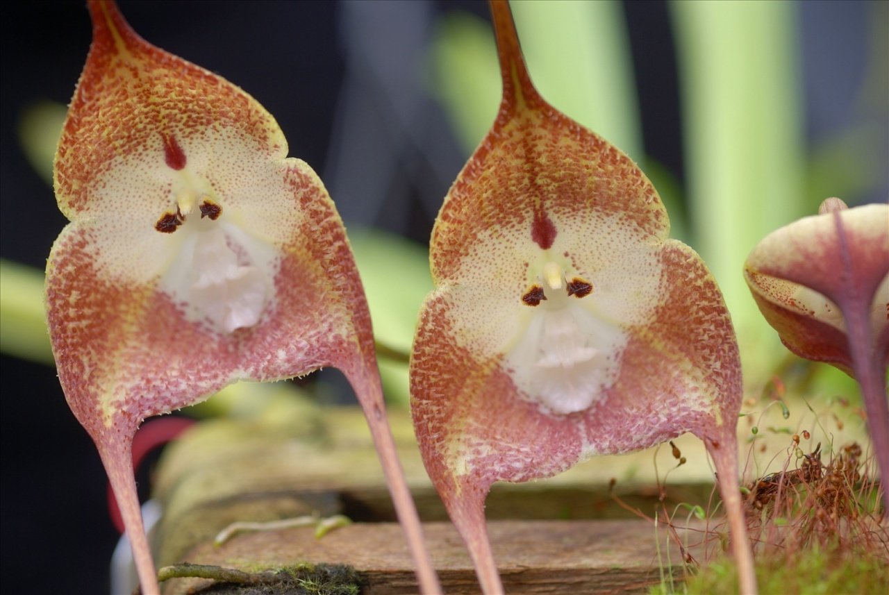 Ком цветы похожие на. Орхидея Обезьянья Дракула. Орхидея Дракула симиа. Орхидея-обезьяна, Обезьяний Дракула. Орхидея-обезьяна, Обезьяний Дракула (Dracula saulii).