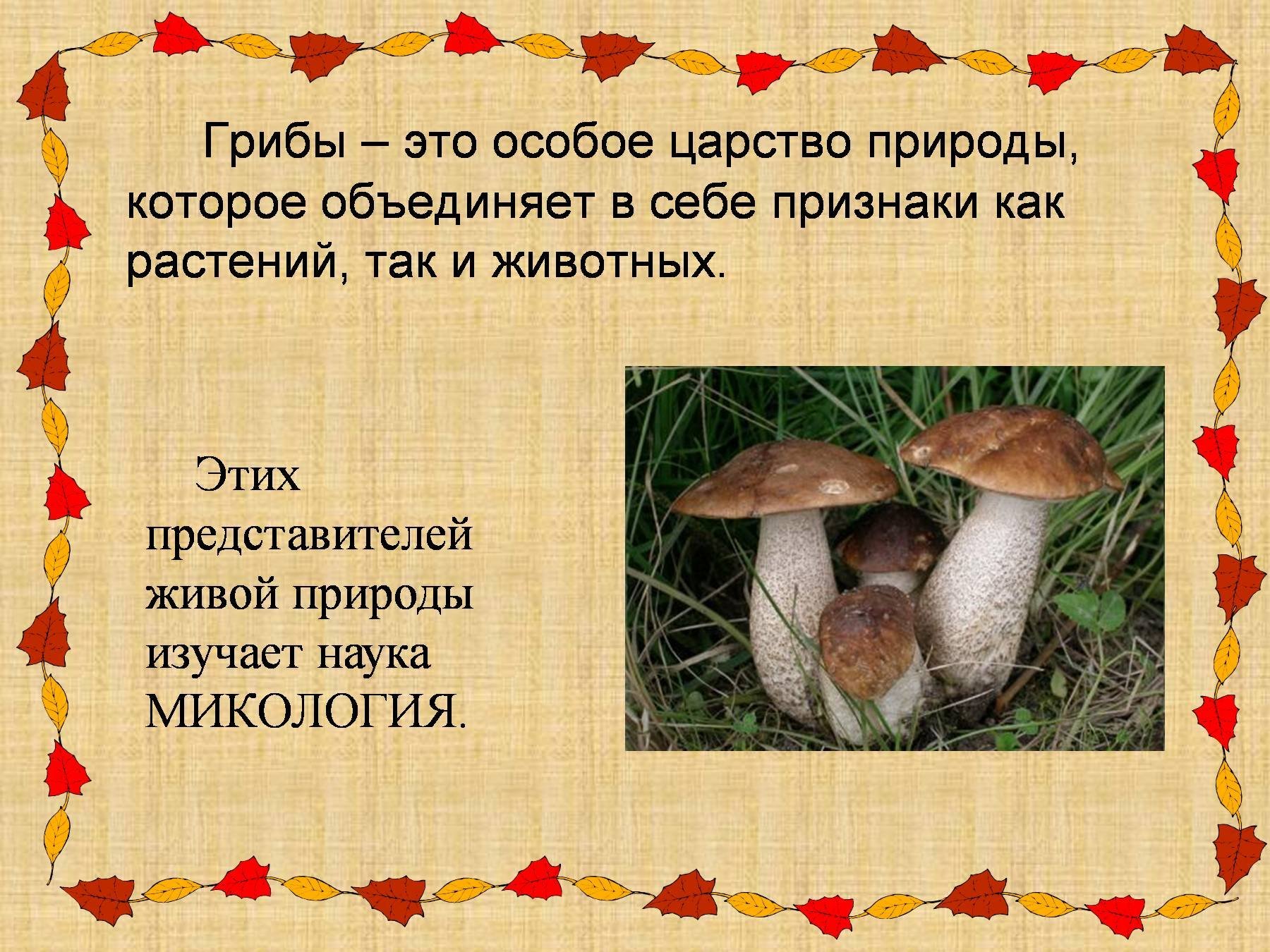 Есть царство грибов. Царство грибов. Презентация на тему царство грибы. Грибы царство живой природы. Грибы это особое царство природы.