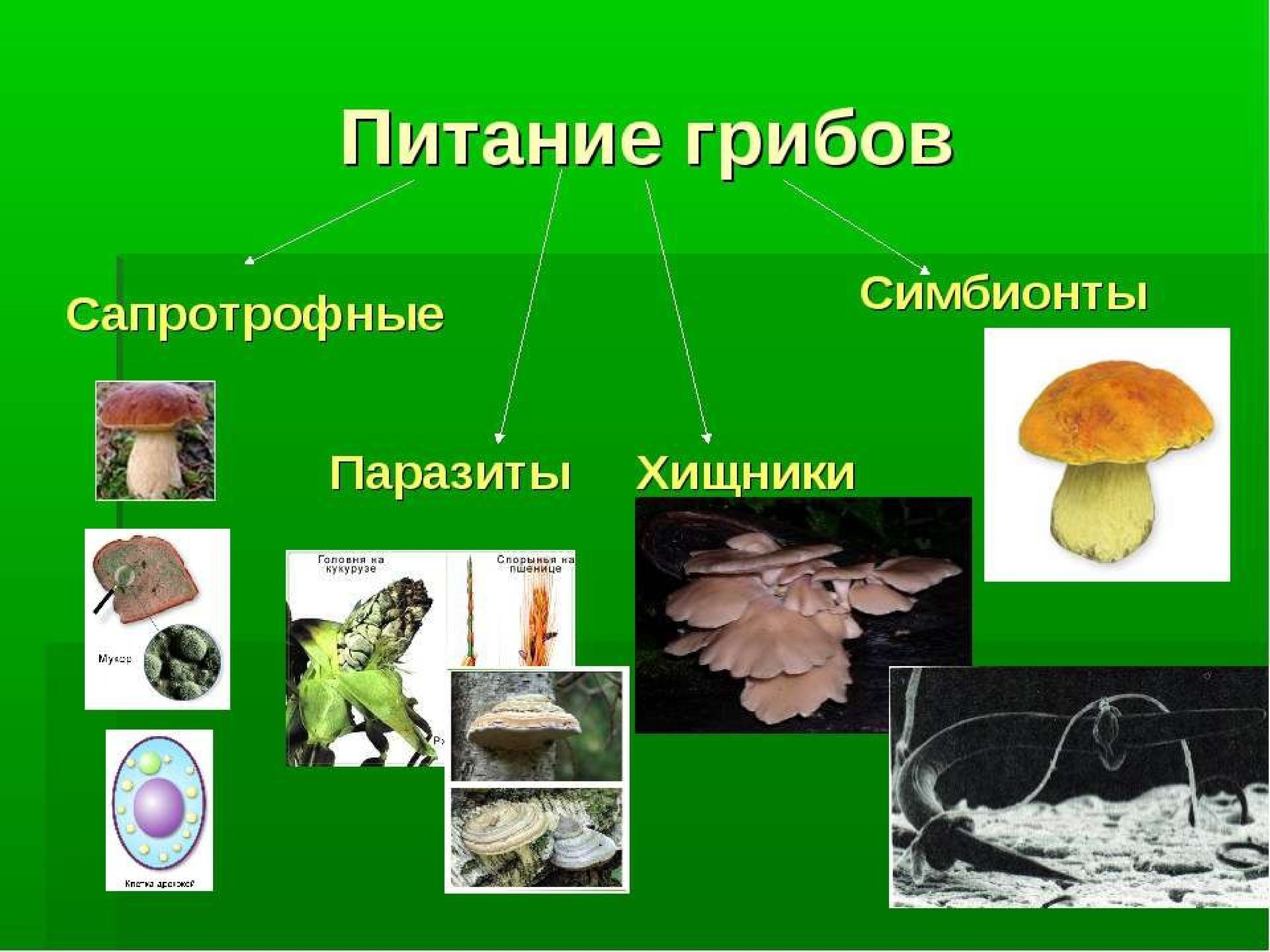 Какой тип питания характерен для шампиньона. Типы питания грибов сапротрофы паразиты симбионты и хищники. Типы питания грибов 5 класс биология. Схема питания грибов 6 класс. Питание грибов 5 класс.