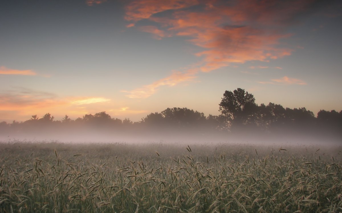 Утреннее поле в тумане