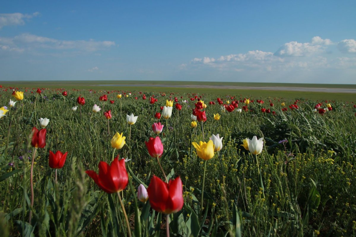 Авито краснодарский край тюльпаны