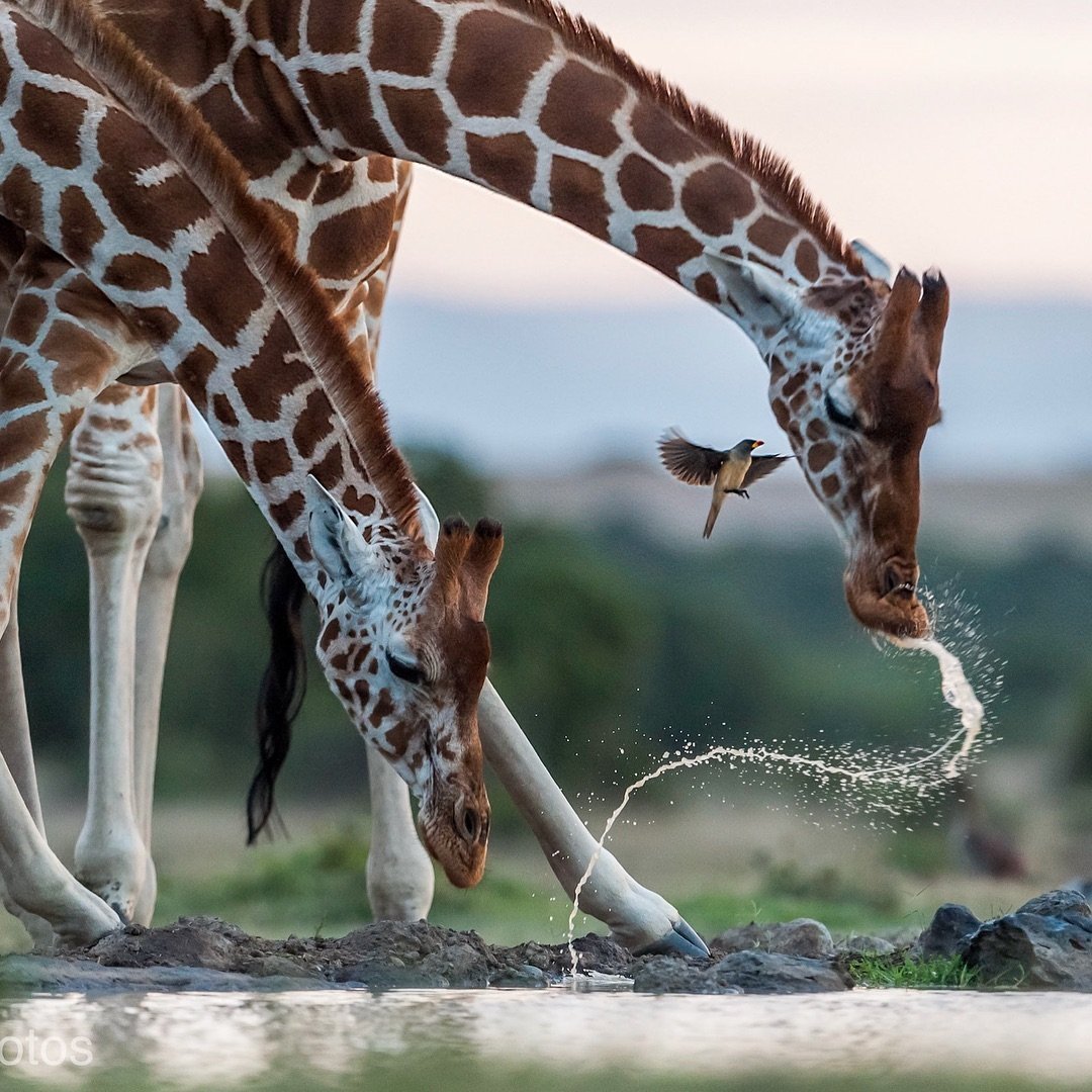 Жирафы в дикой природе