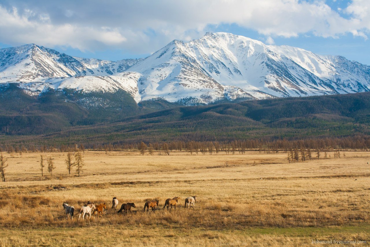 Природная зона равнины алтая. Курайская Долина горный Алтай. Курайская степь горный. Республика Алтай Курайская степь. Кош Агач Курайская степь.