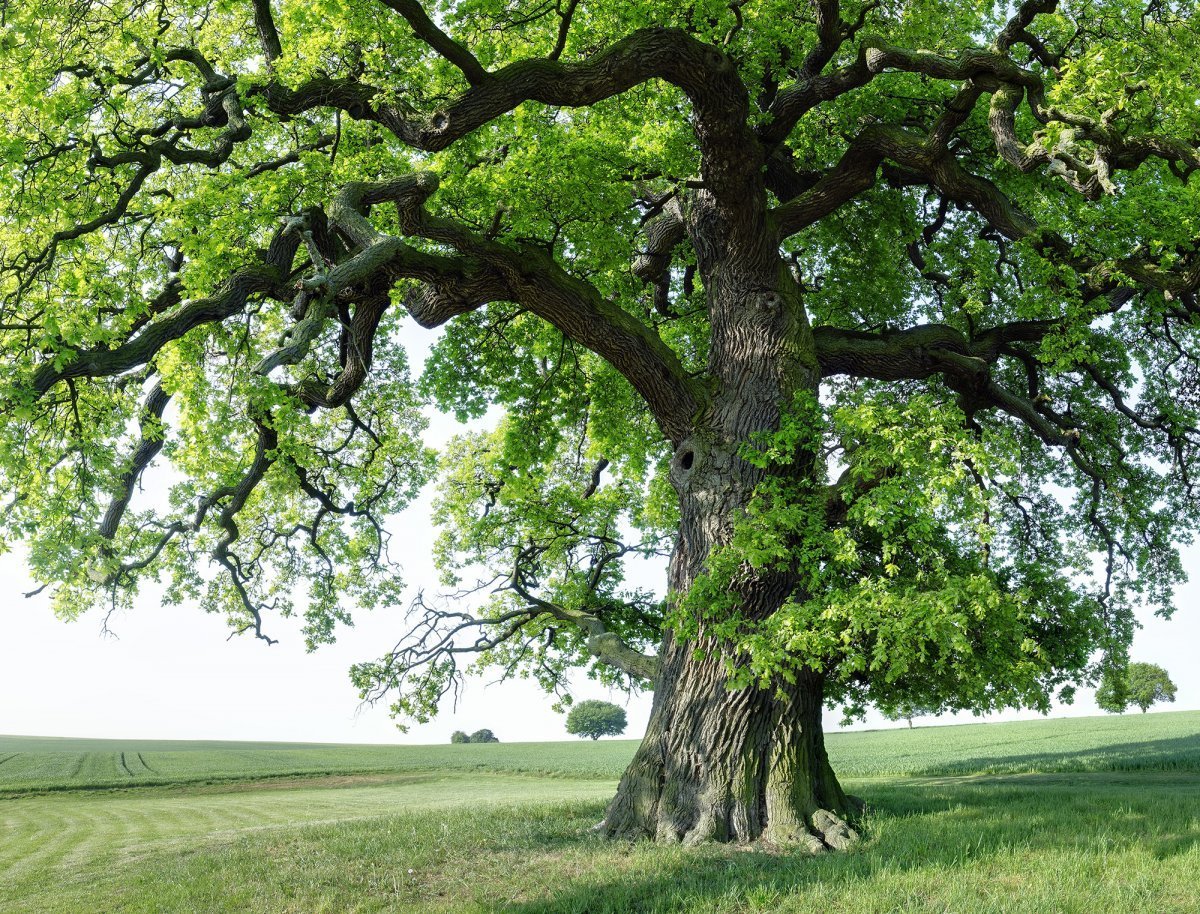 Дуб черешчатый дерево