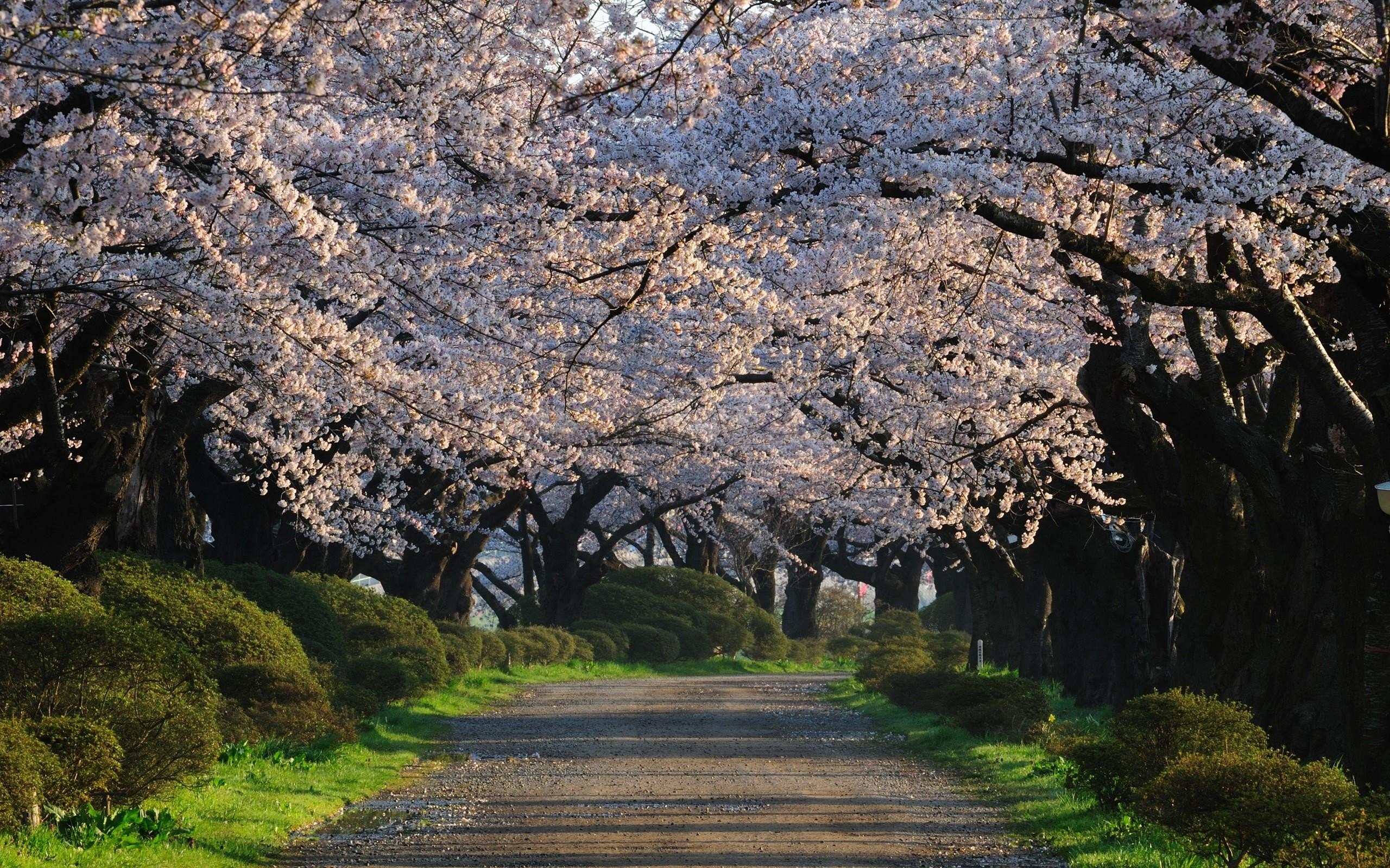 White blossoms. Природа Японии. Цветение Сакуры. Природа Японии Сакура.