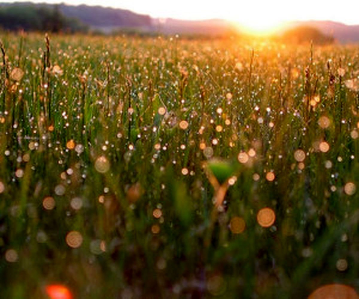 Вечером обильная роса. Росистый луг. Утренняя роса. Трава на рассвете. Утренняя трава.