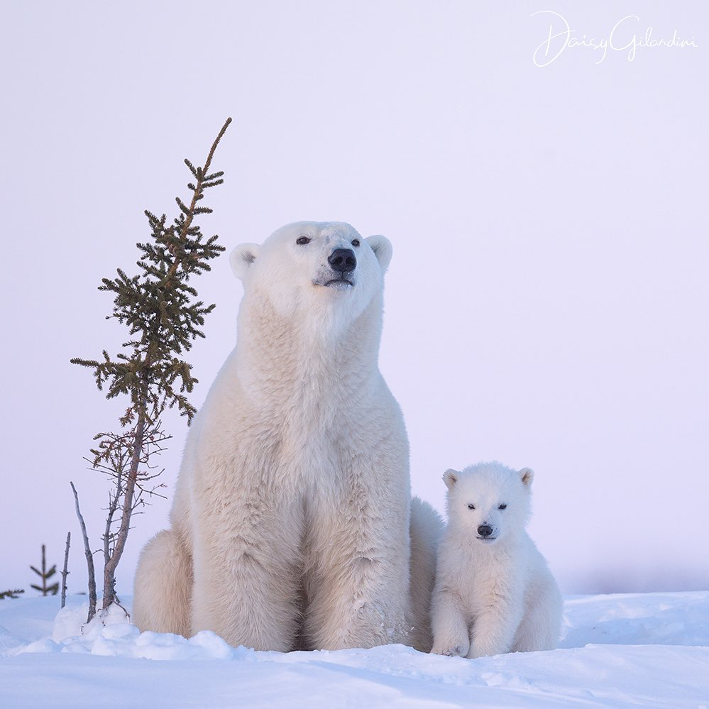 Белый медведь в природе