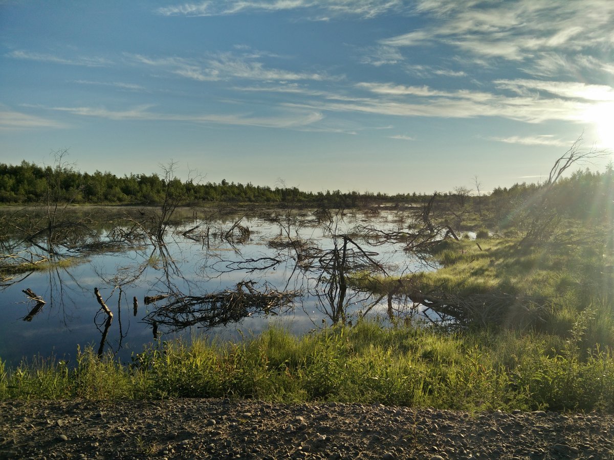 Раньше было болото. Торфяное болото Никольск. Лупишкинское болото. Моденовское болото. Нижнесеребрянское болото.