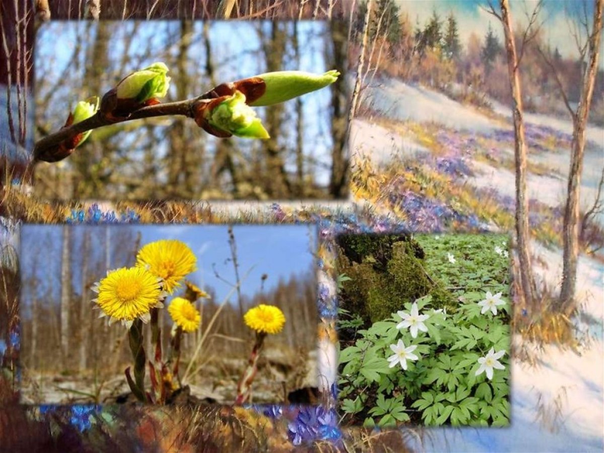 Приведи примеры весенних явлений в живой природе