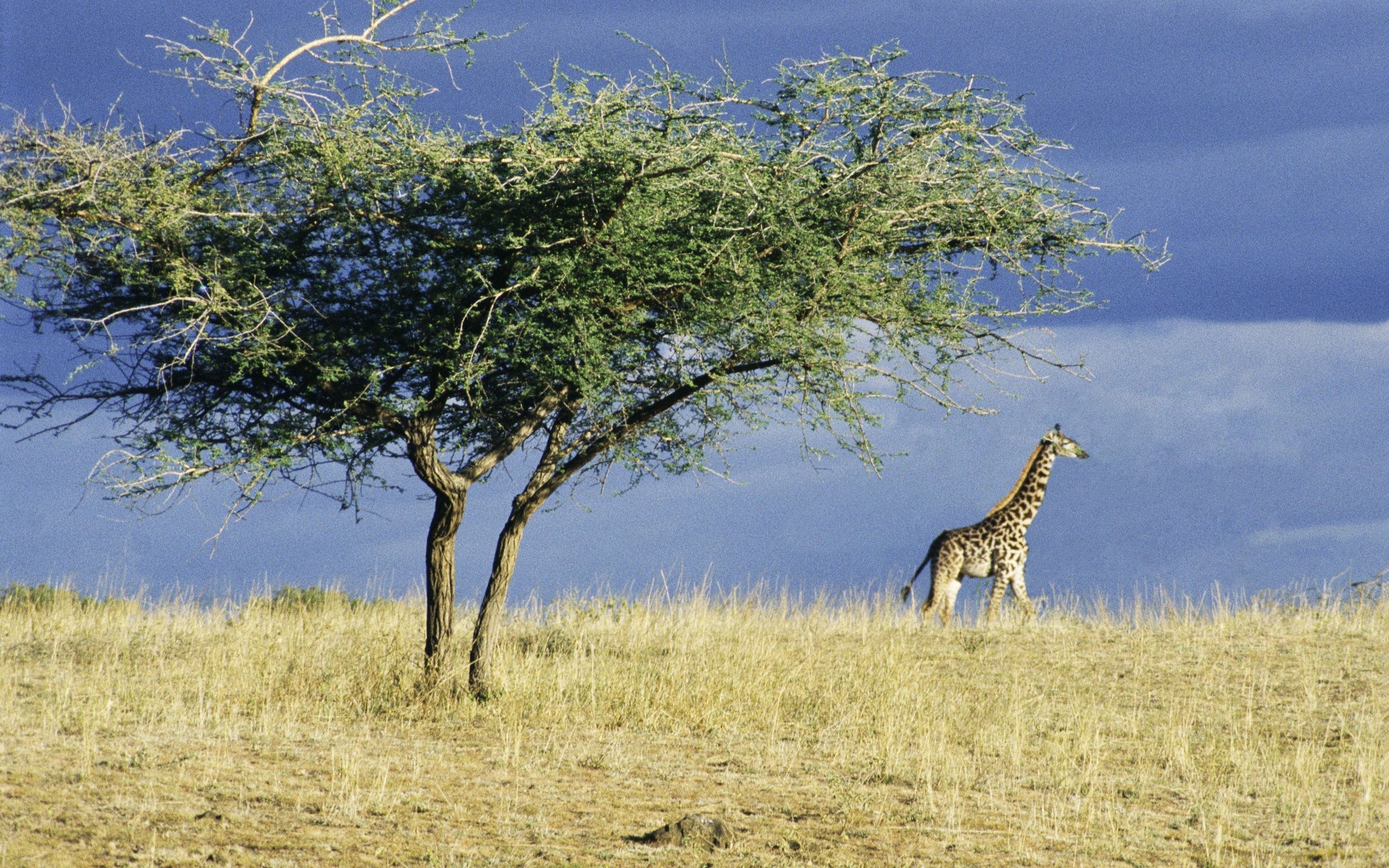 Какие в редколесьях животные. Африканская зонтичная Акация. Национальный парк Серенгети в Африке. Зимбабве Саванна. Саванны Африки.