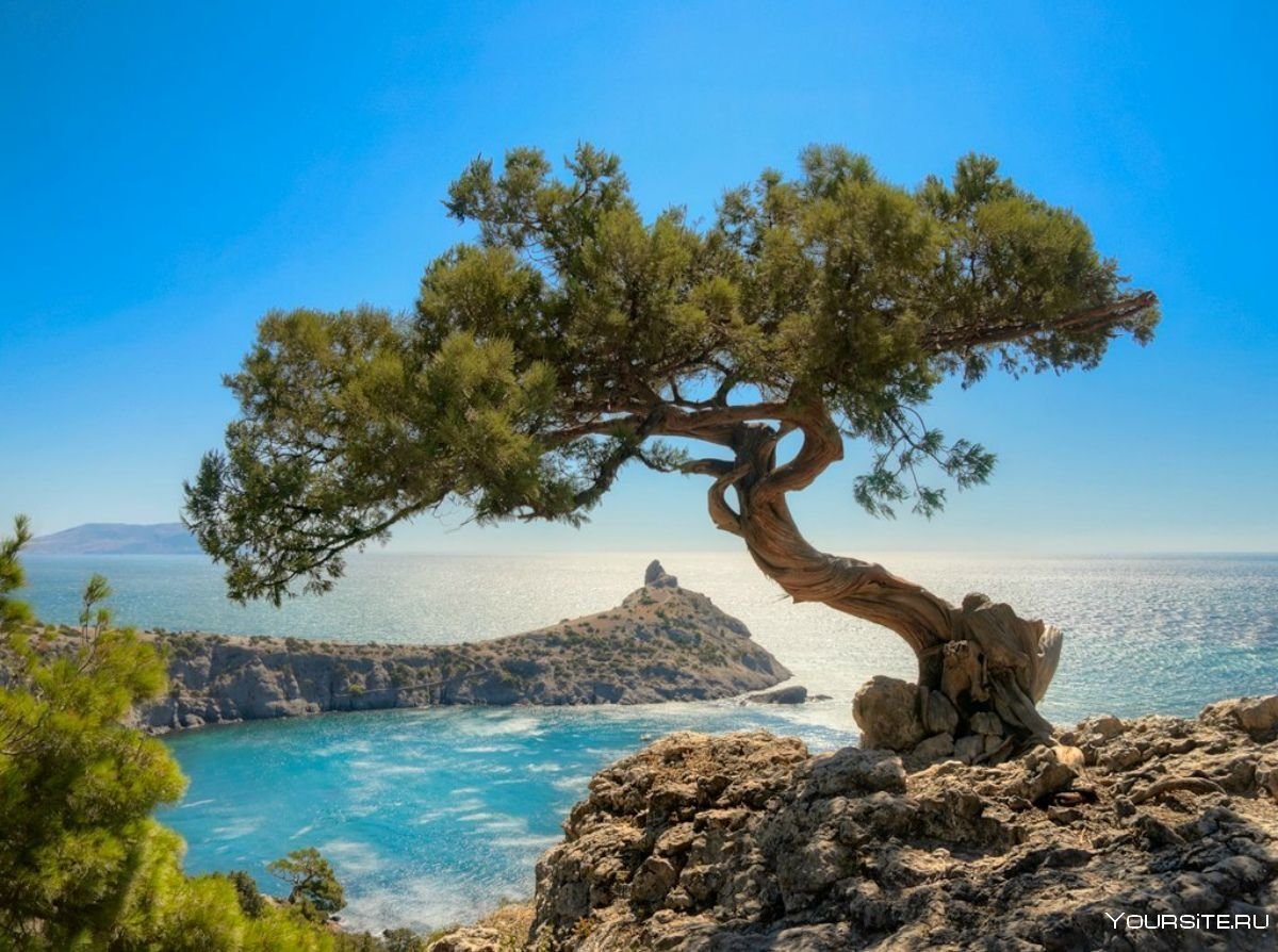 Деревья средиземноморья