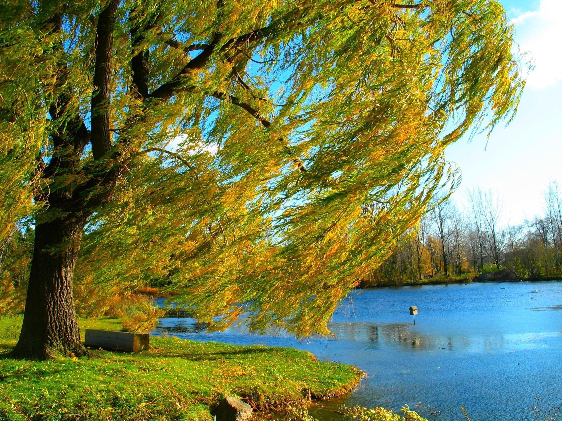 Ветви качаются. Плакучая Ива у озера. Ива Ракита. Природа. Дерево у реки.