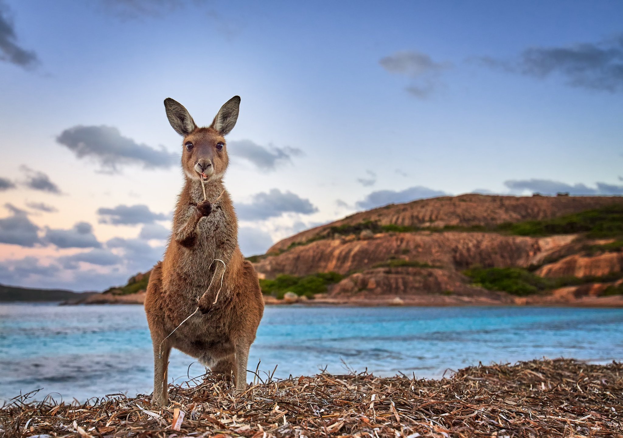 Австралия. Кенгуру в Австралии. Тасмания кенгуру. Австралия природа кенгуру. Материк Австралия кенгуру.