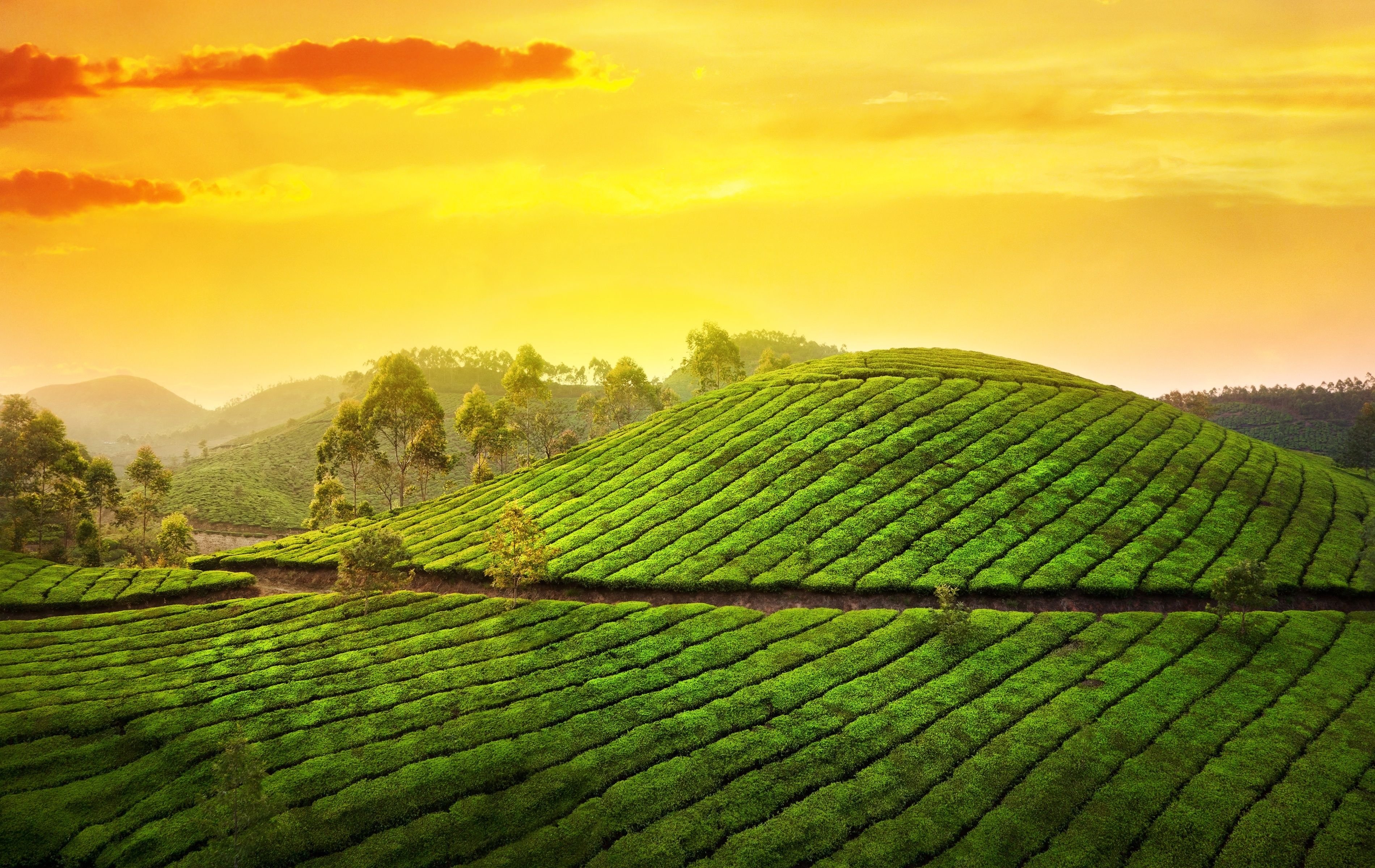 Шри ланка поля. Муннар Керала. Керала чайные плантации Муннар. Плантации чайные плантации Индии. Кения чайные плантации.