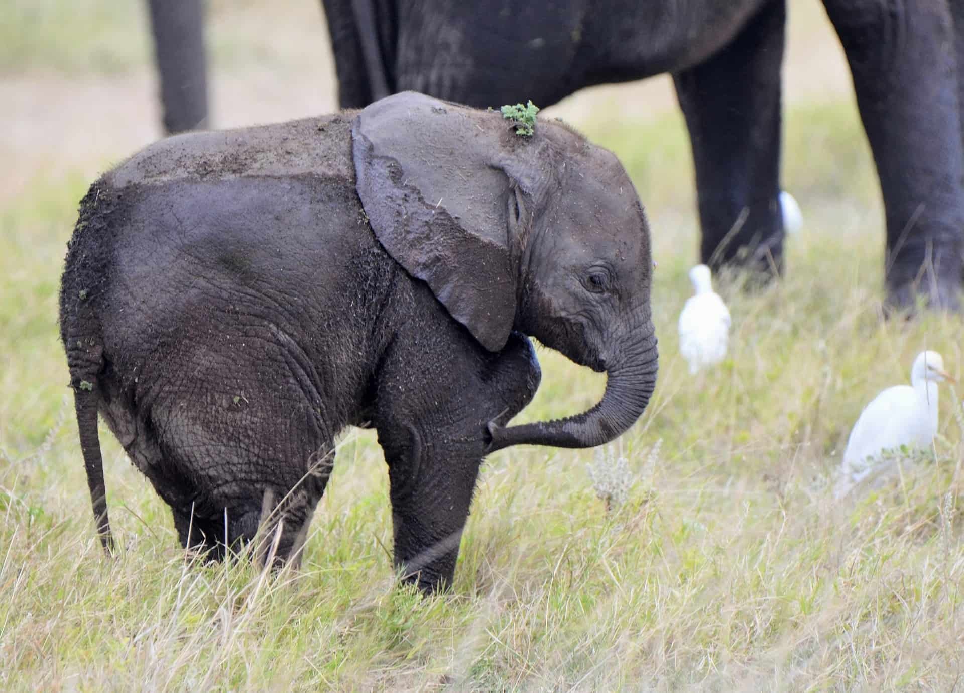 Живой слон цена. Слон. Слон фото. Фото слонов. Живой слон.