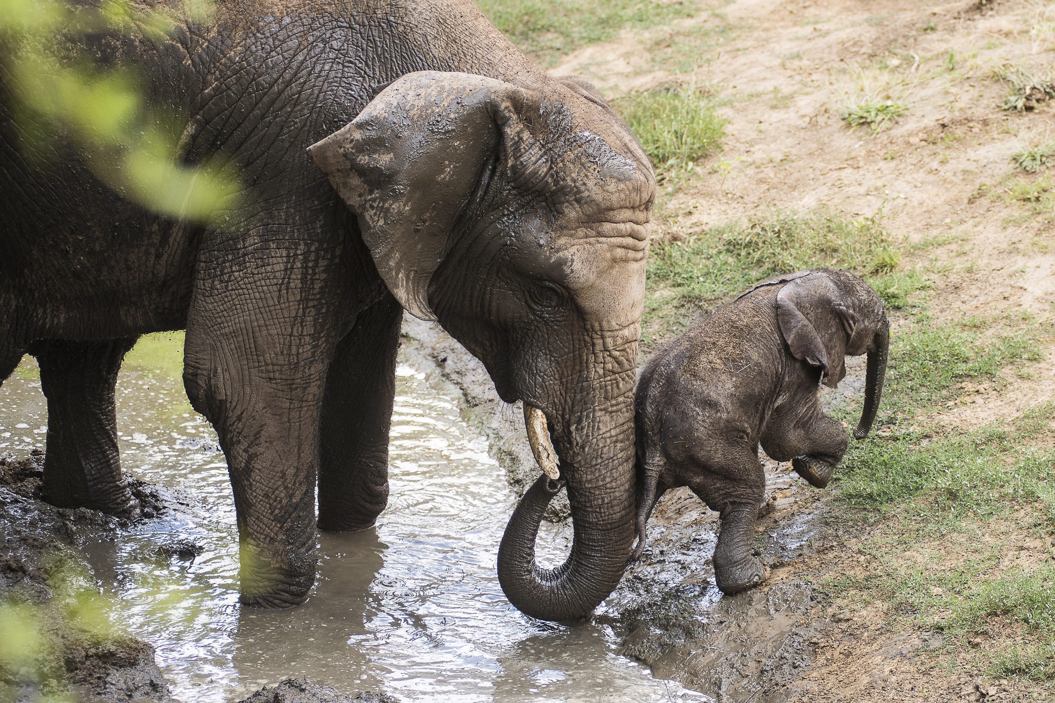 Друзья слоник. Слон слониха Слоненок Слонята. Слониха со слоненком. Слоны в дикой природе. Слон с детенышем.