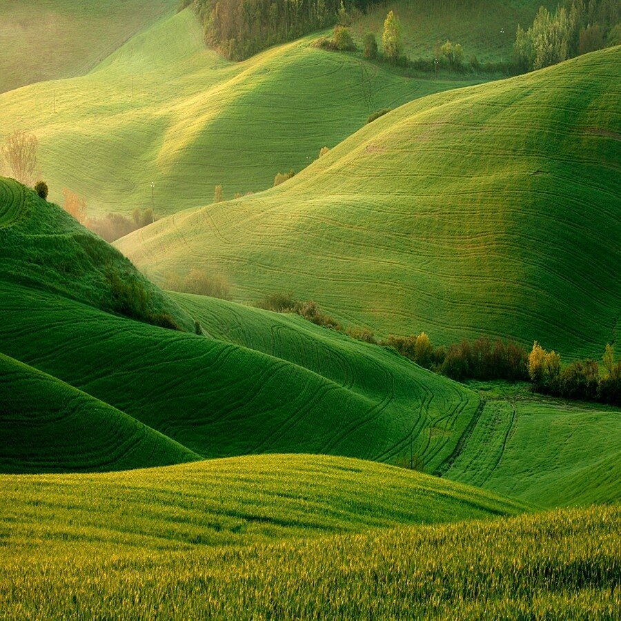 Красивое зеленое поле