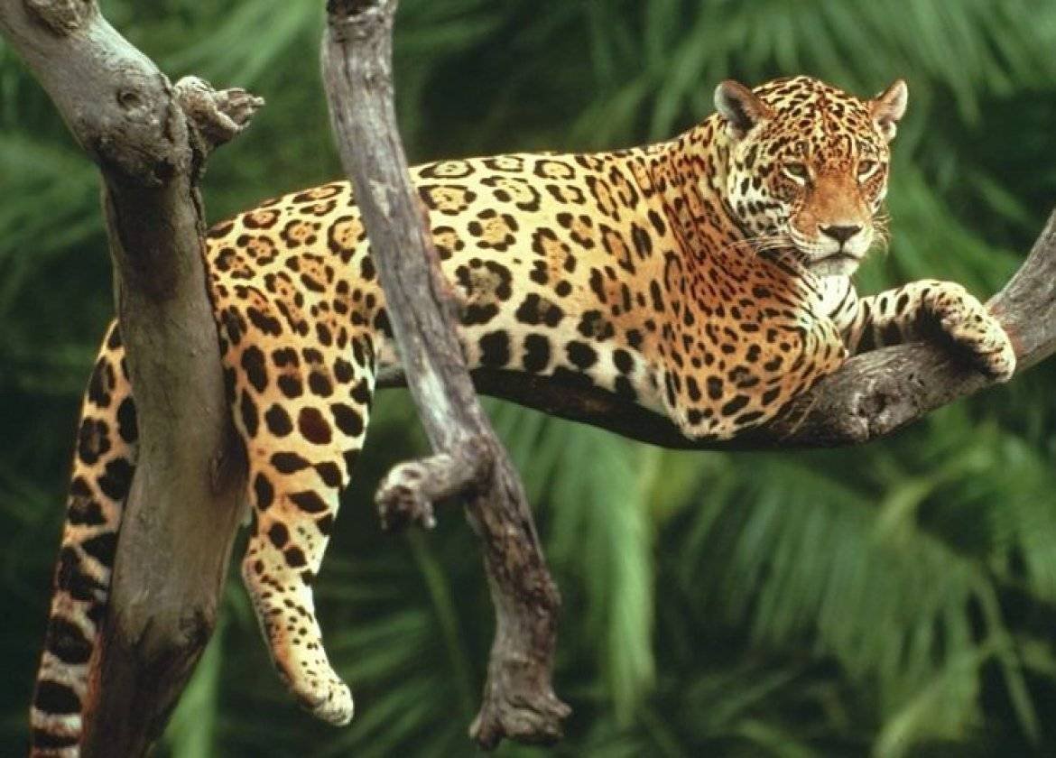 Фауна влажных экваториальных лесов южной америки