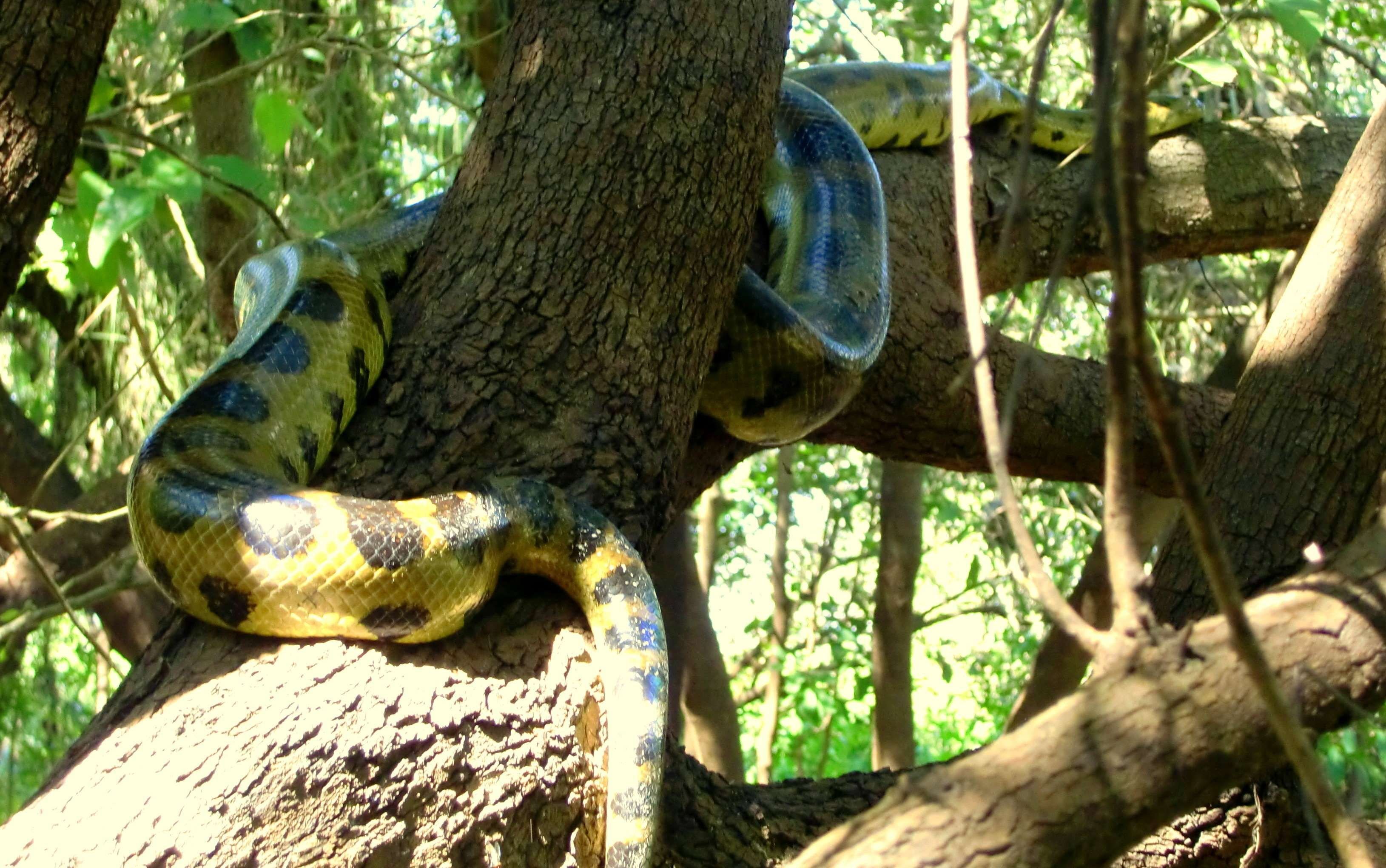 Змеи тропических лесов