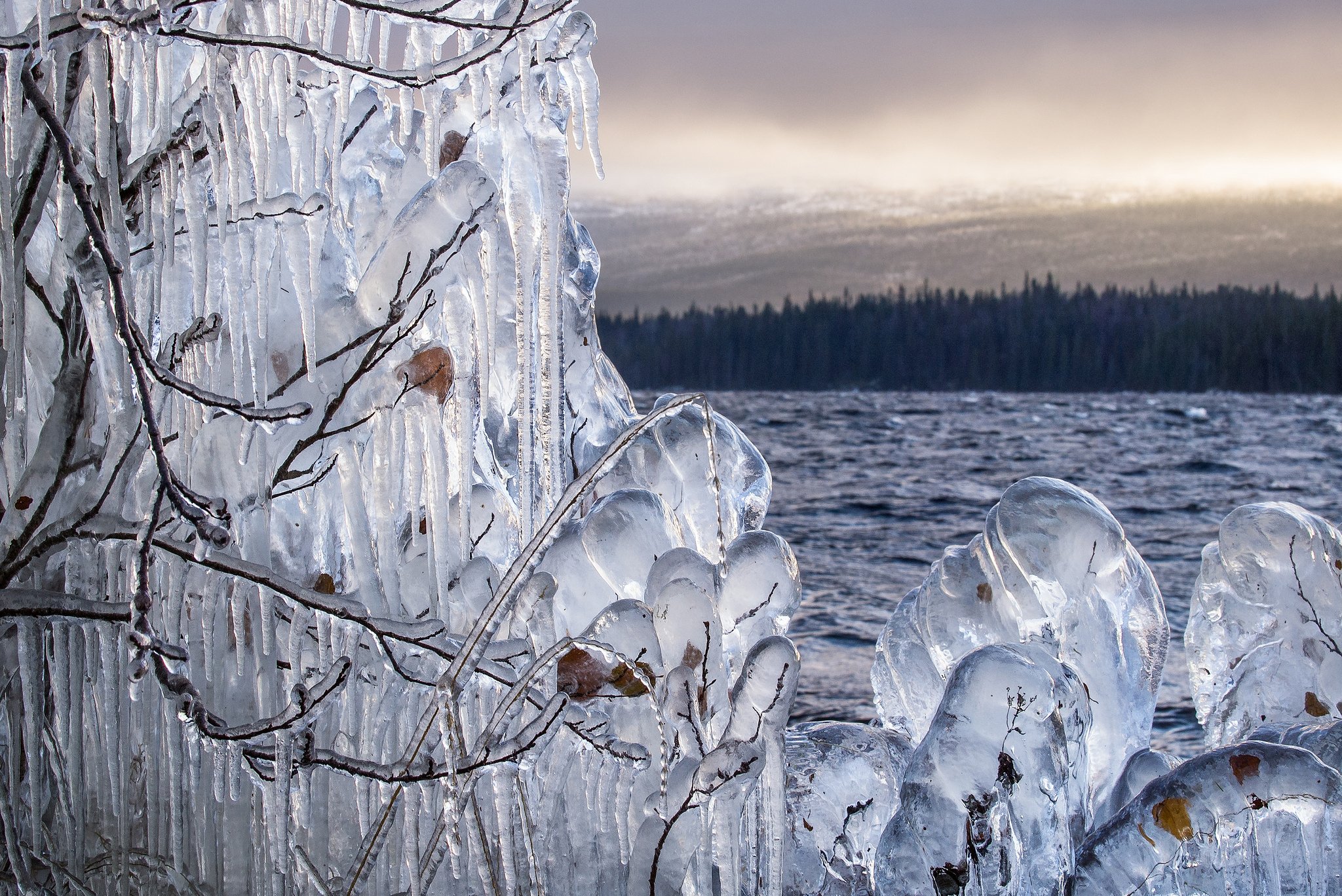 Березки лед. Ледяное дерево. Ледяной лес. Ледяной пейзаж. Деревья во льду.