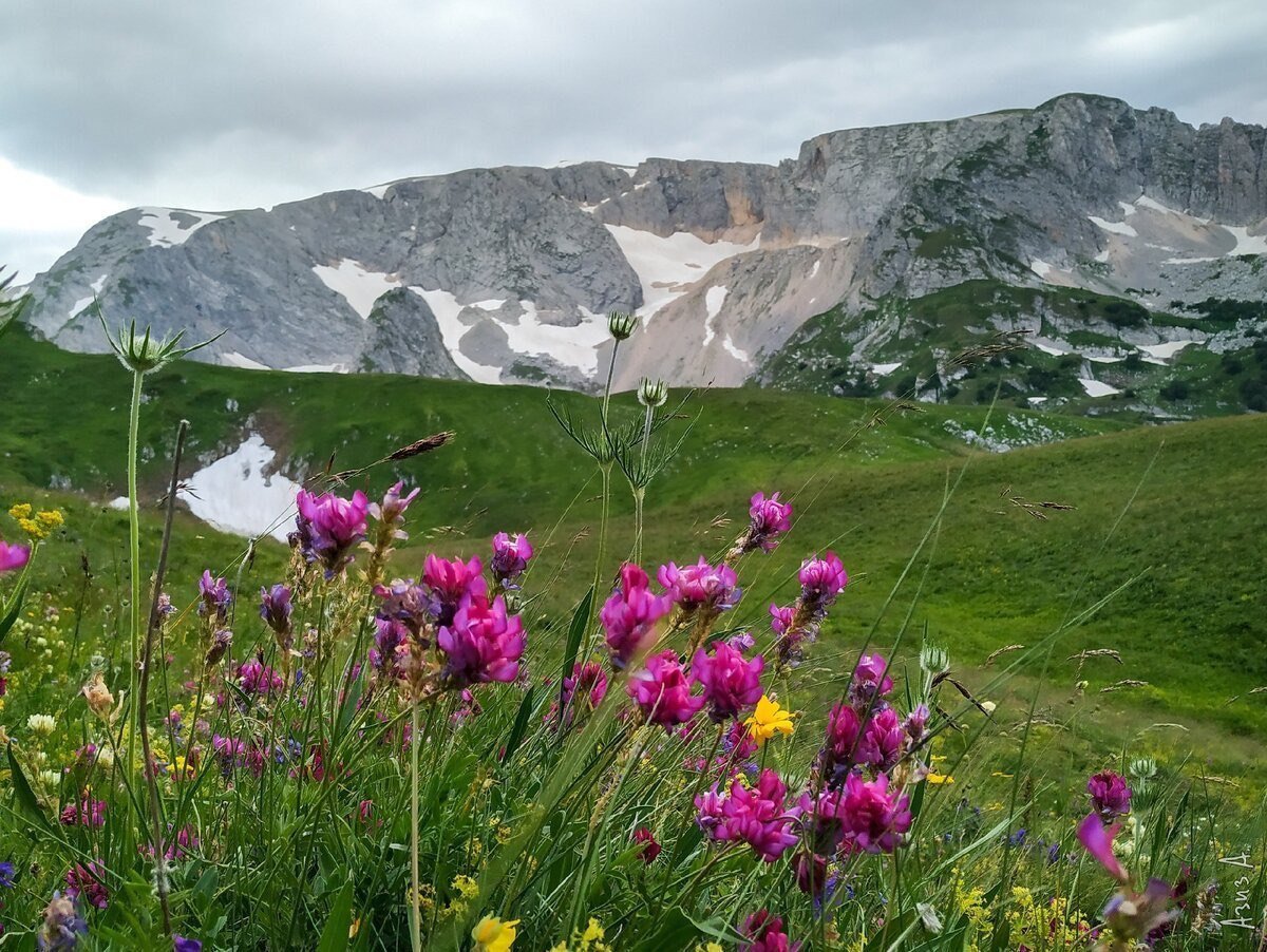 Альпийские лугу лаго наки