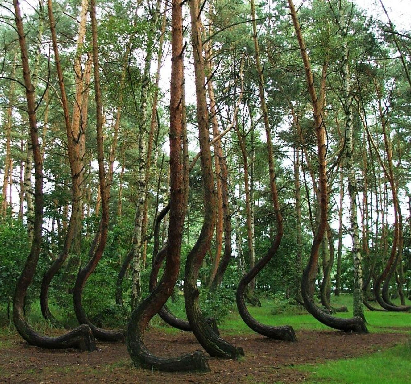 Криволесье. Кривой лес Грыфино Польша. Криволесье в Польше. Куршская коса Танцующий лес. Изогнутый лес в Польше.