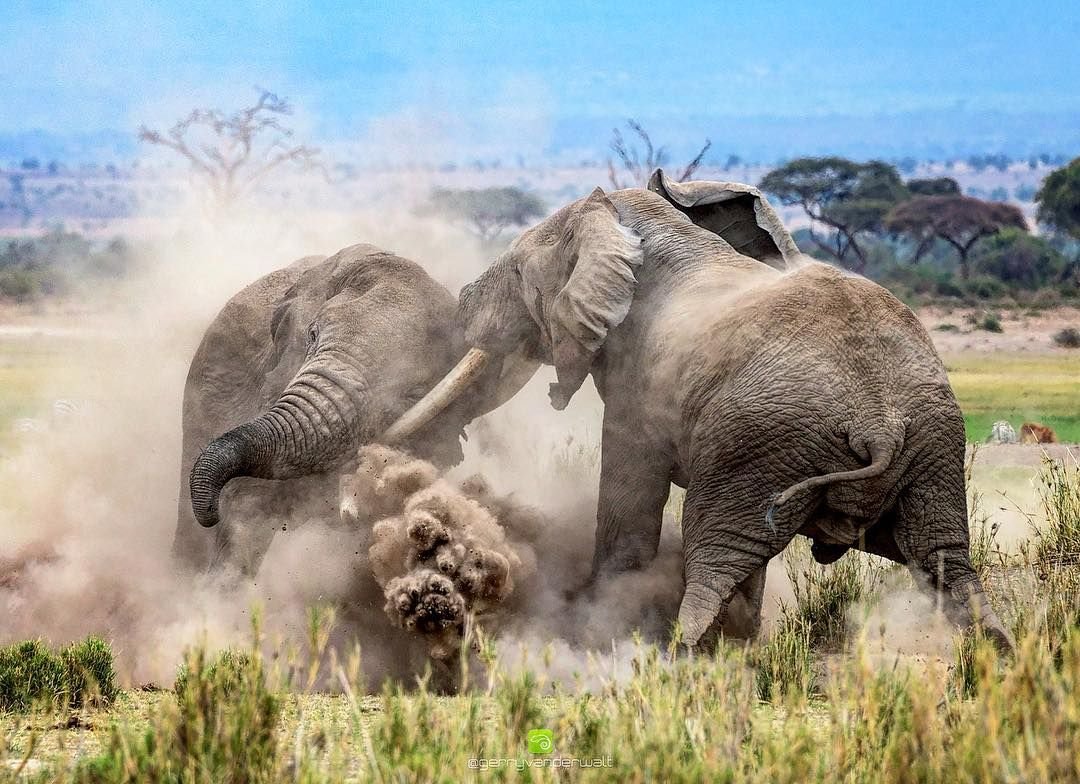 Жестокие схватки. Слоны в дикой природе. Дикие слоны. Африканские слоны. Африканский слон и человек.