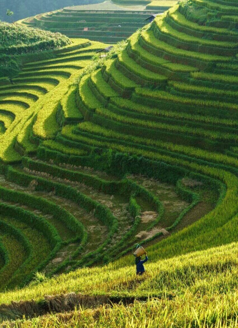 Рисовые поля вьетнам