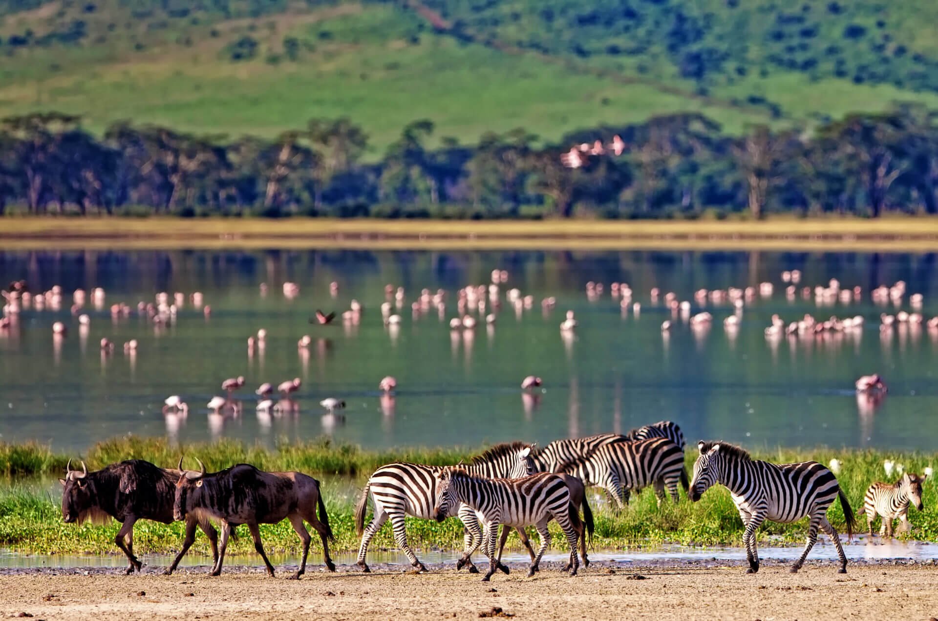 Национальный парк каким названием есть в африке. Заповедник Нгоронгоро Танзания. Парк Серенгети в Танзании. Нгоронгоро Танзания сафари. Заповедник Серенгети в Африке.