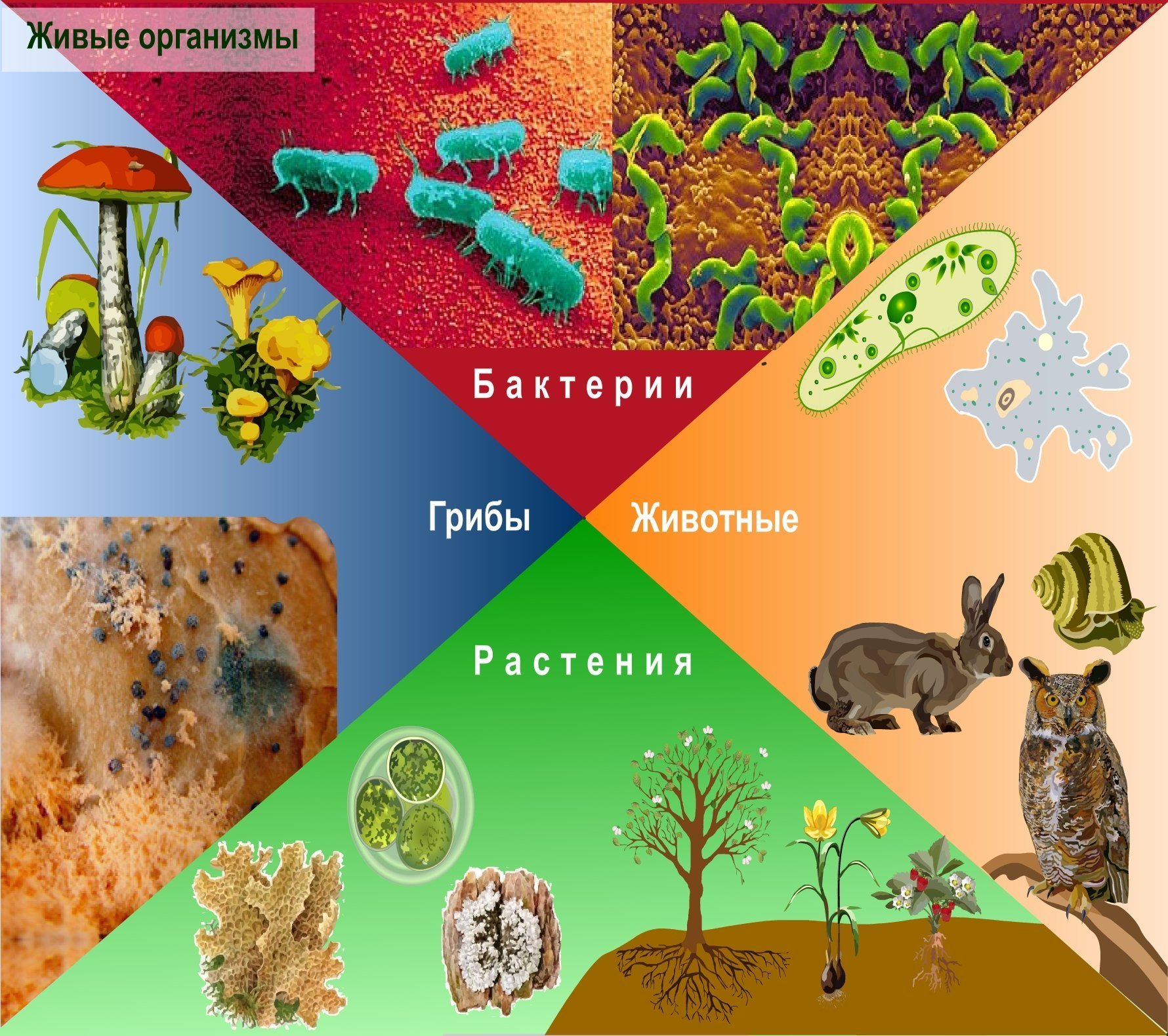 Биологическое разнообразие 5 класс. Живые организмы. Живые организмы биология. Многообразие живых организмов. Живый е существа организмы.