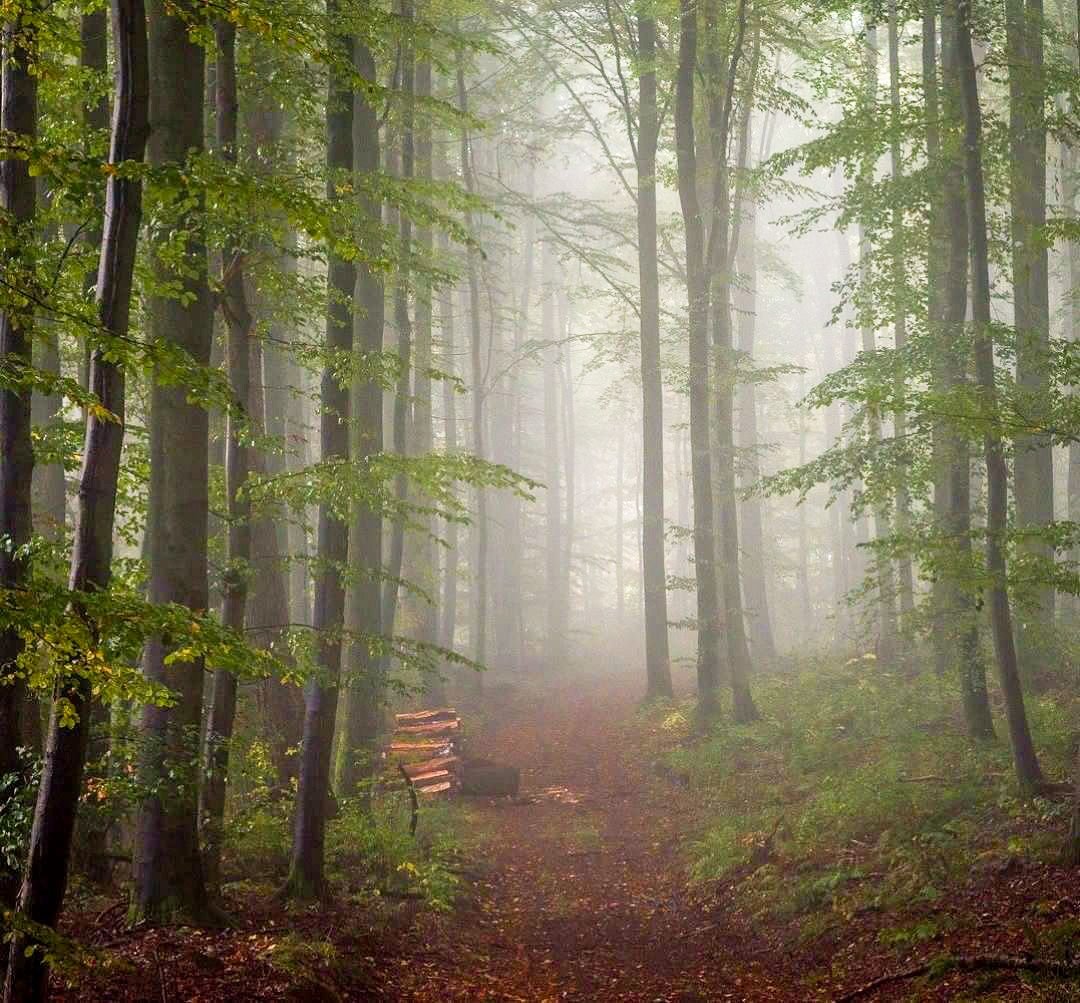 Дневной лес