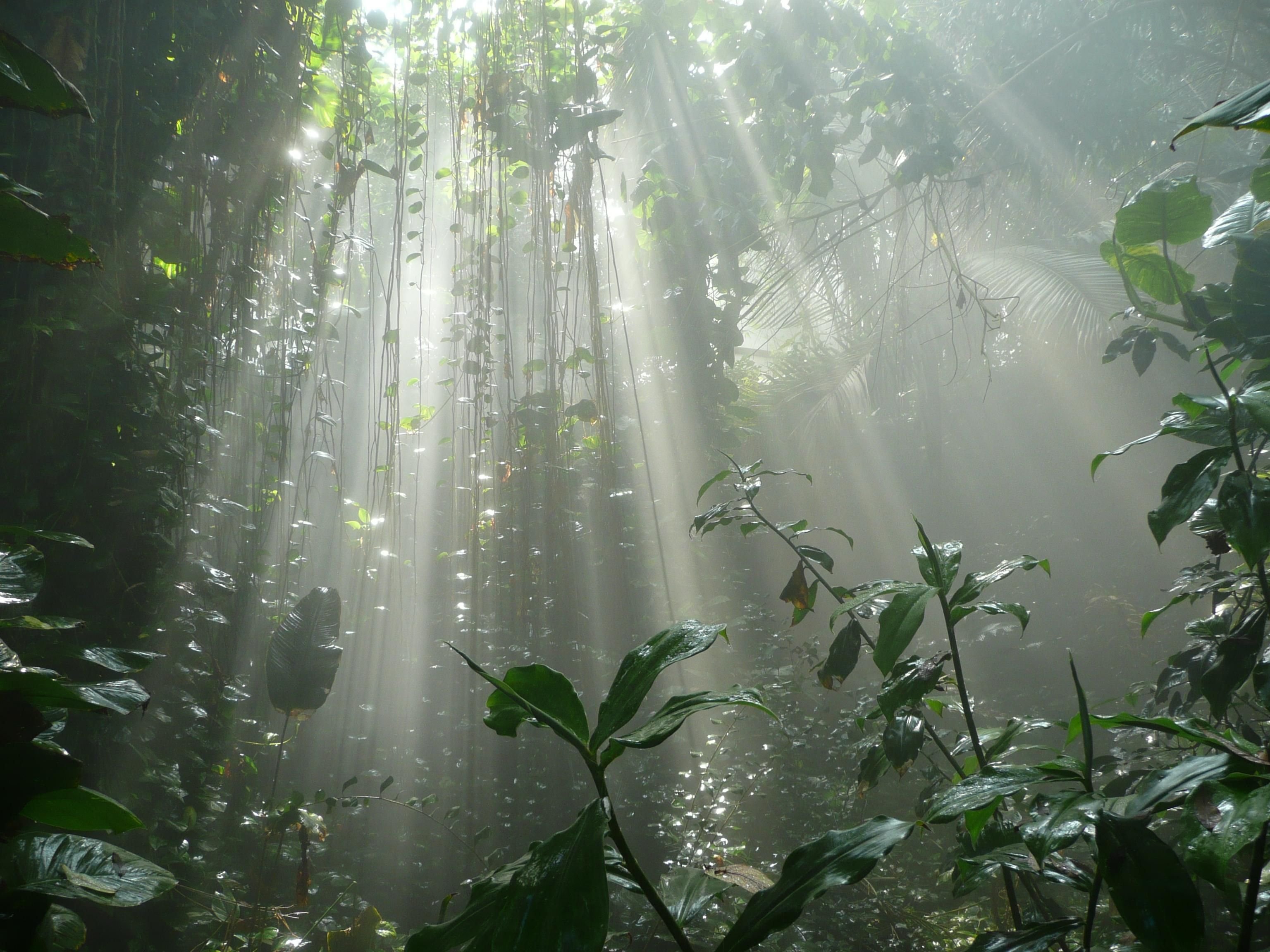 Туман какая влажность воздуха. Ливневый тропический дождь. Дождь в тропическом лесу. Тропический лес. Лес после дождя.