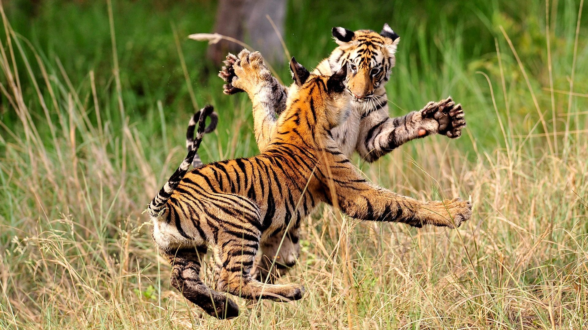 Сценарий дикая природа. Амурский (Уссурийский) тигр. Тигр в природе. Тигр на охоте. Животные в прыжке.