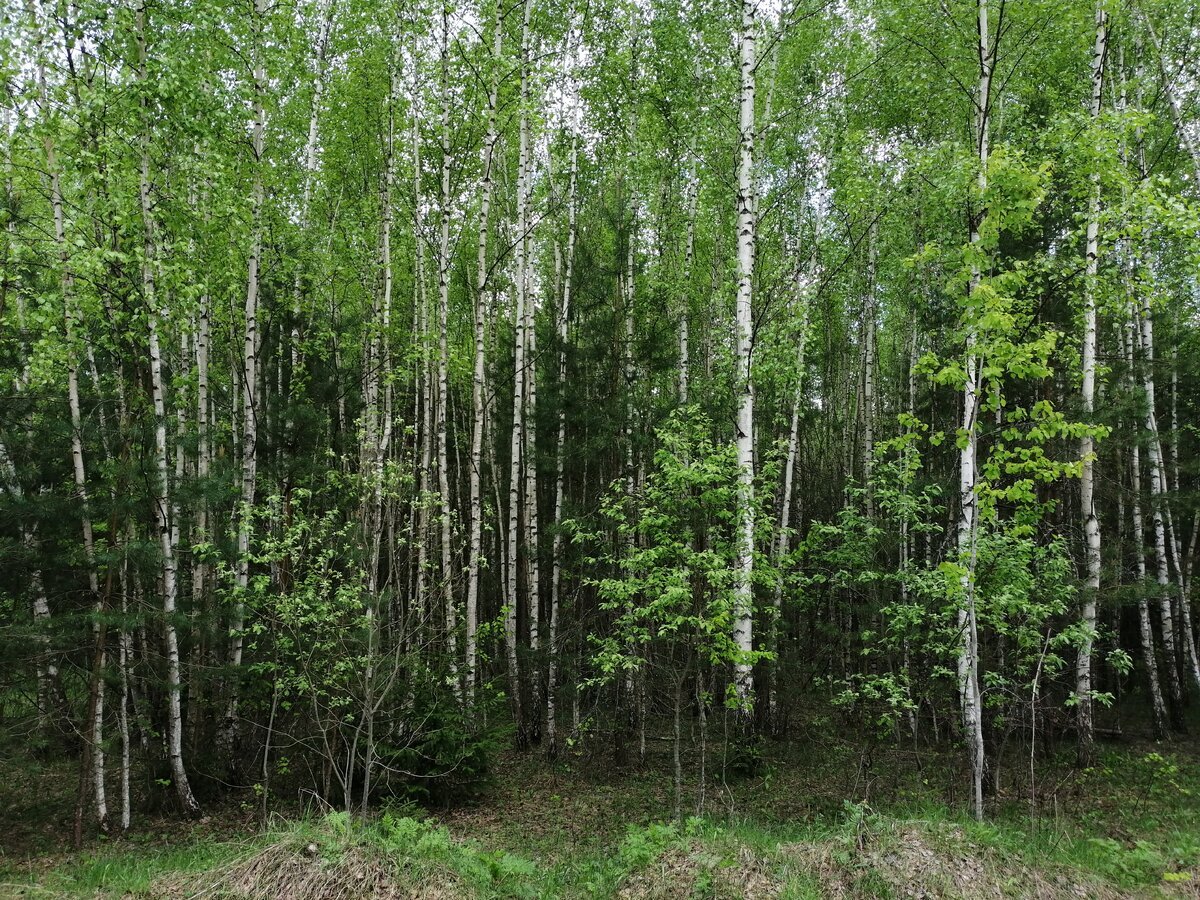 Хвойно мелколиственные. Сосново-Березово-осиновый лес. Березовая роща Томск. Сосново березовый лес. Березово-Сосновый заболоченный лес.