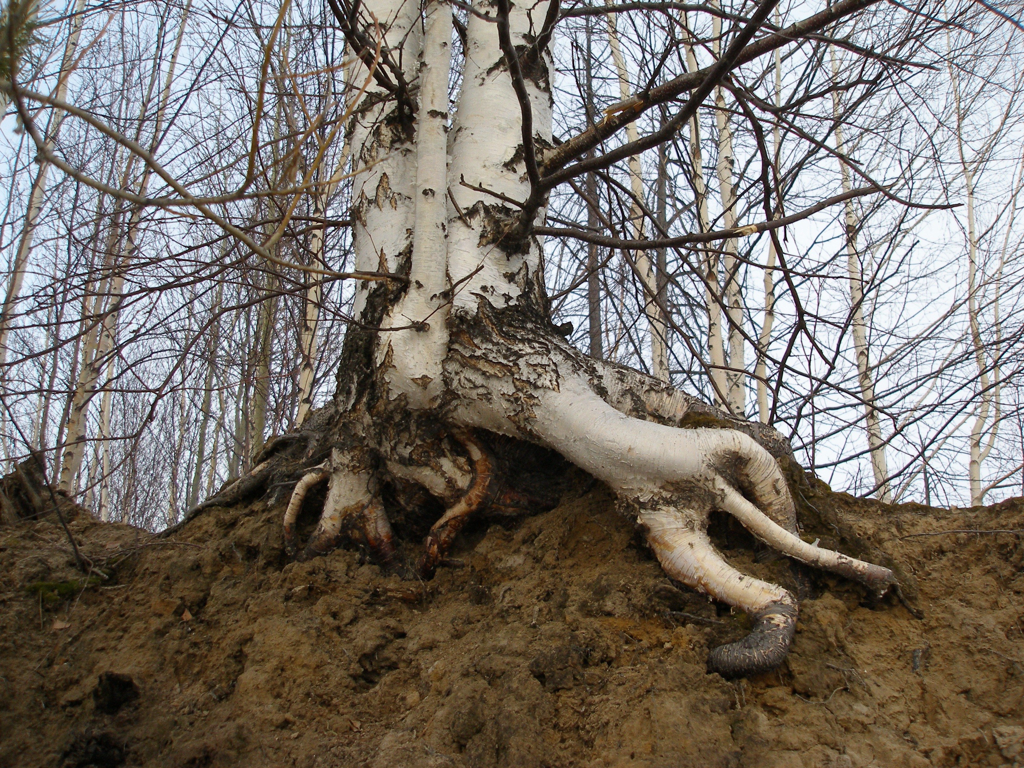 Под корнями березы скрываются жучки