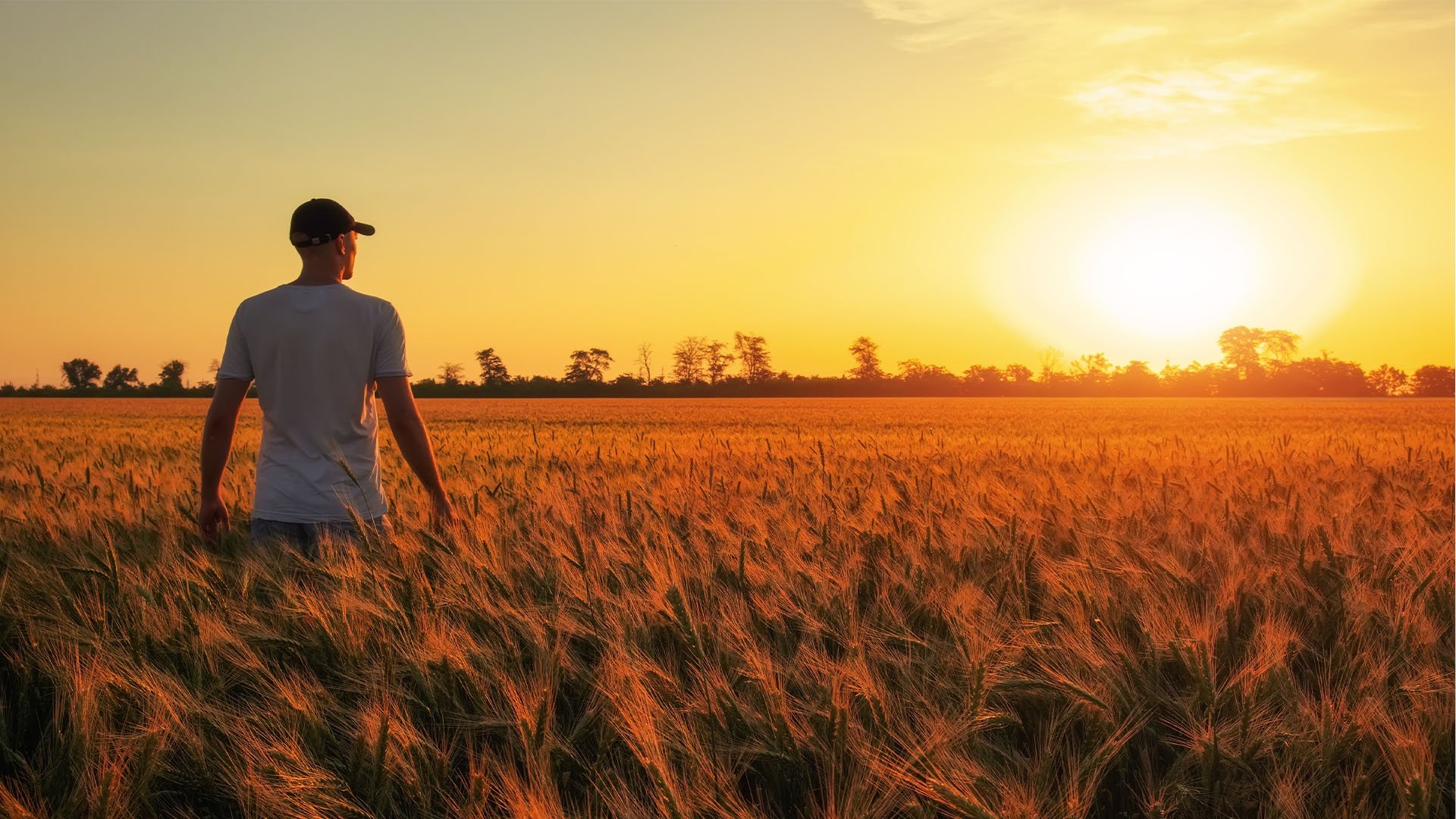 Человек смотрит в поле. Фотосессия в пшеничном поле. Мужчина в пшеничном поле. Человек в поле на закате. Красивые парни на поле с пшеницей.