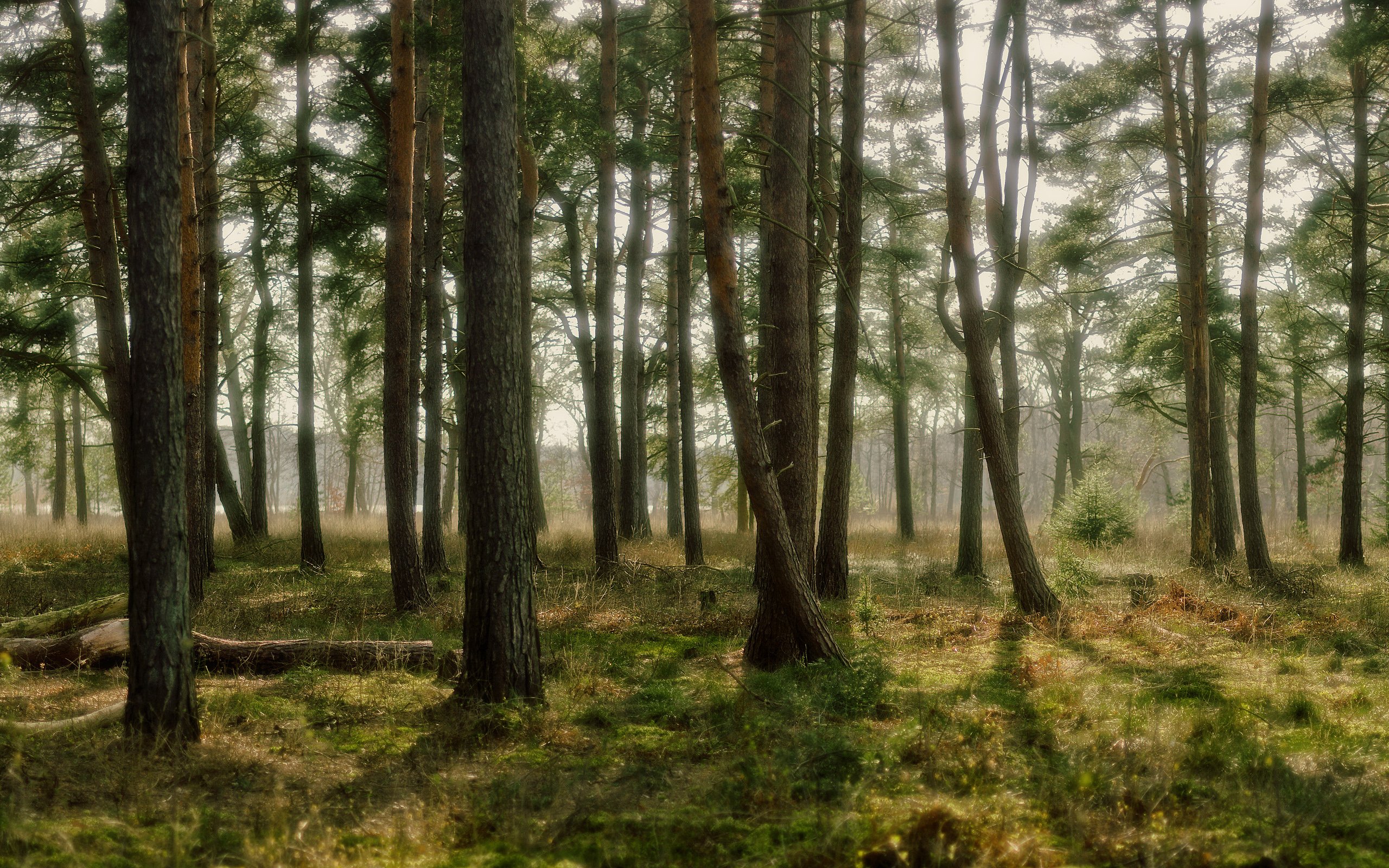 Хвойная роща. Арчеда Сосновый лес. Битцевский лес сосны. Панорама леса. Природа сосны.