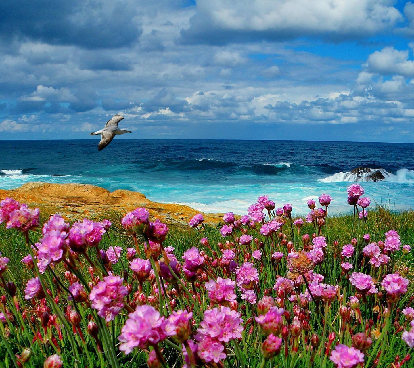 Flower beach. Цветы море солнце. Цветы и море. Цветы на фоне моря. Утро море цветы.