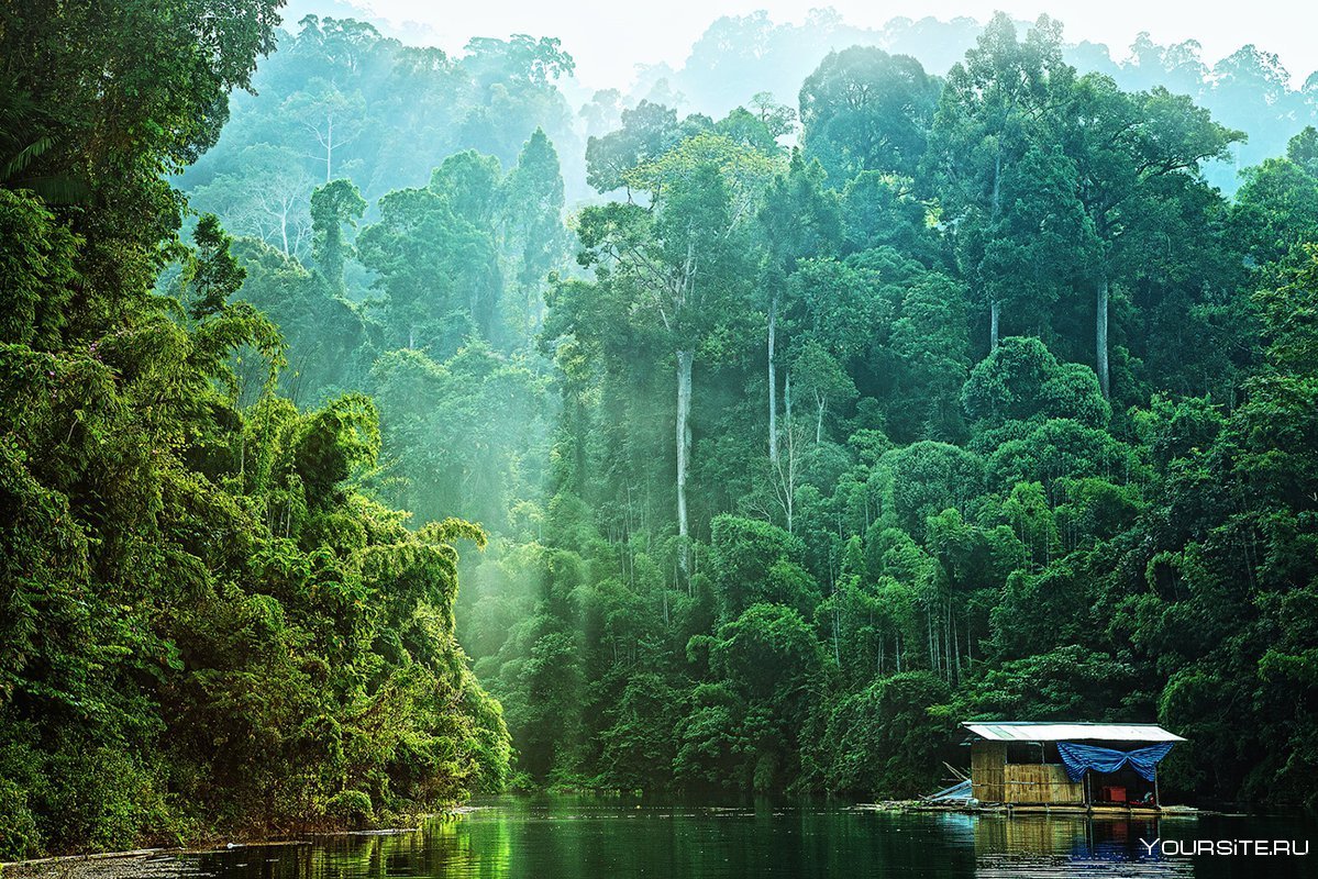 Тропический лес тайланда