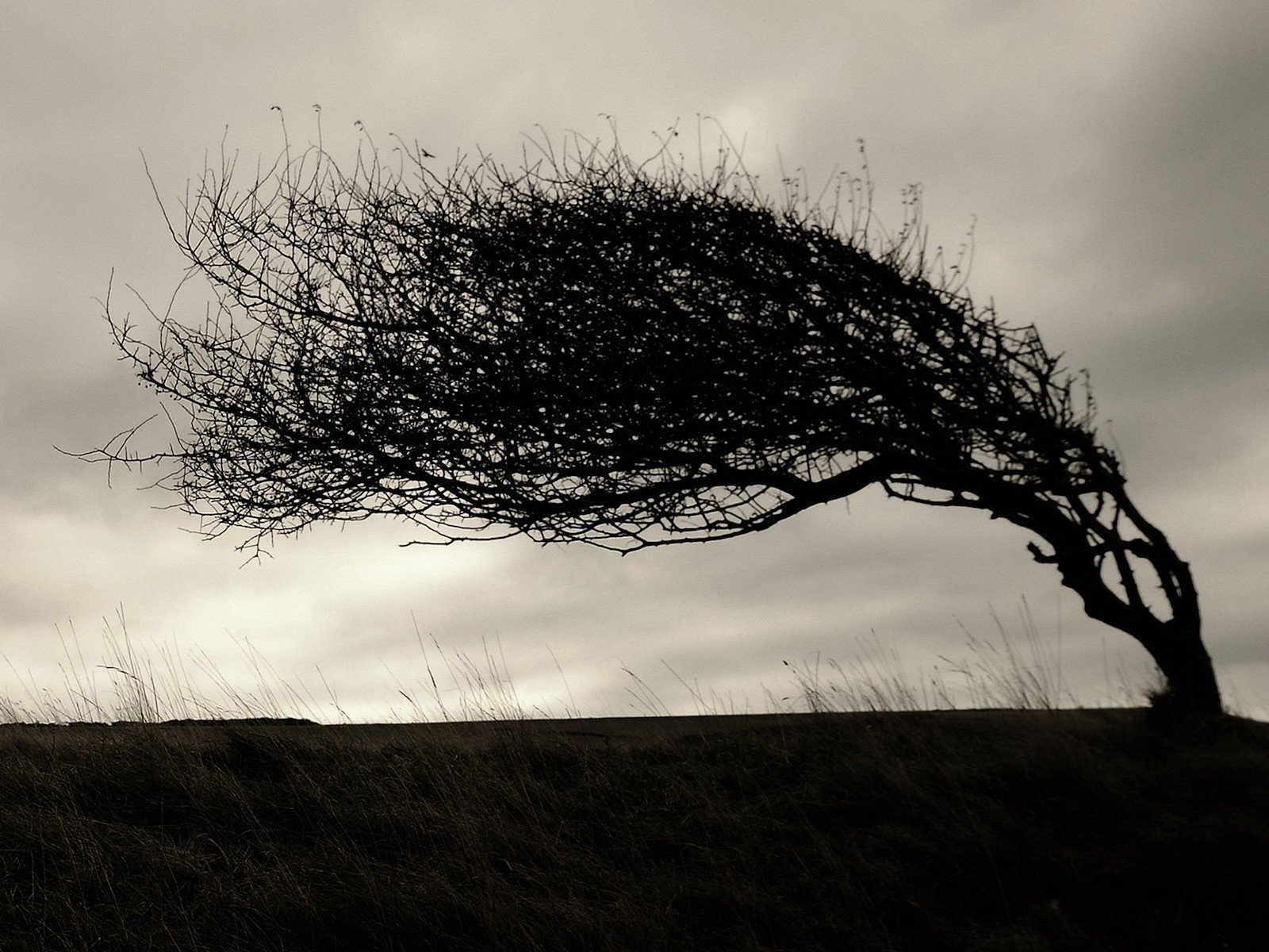 Было темно дул ветер. Дерево на ветру. Наклоненное дерево. Одинокое дерево на ветру. Дерево под ветром.
